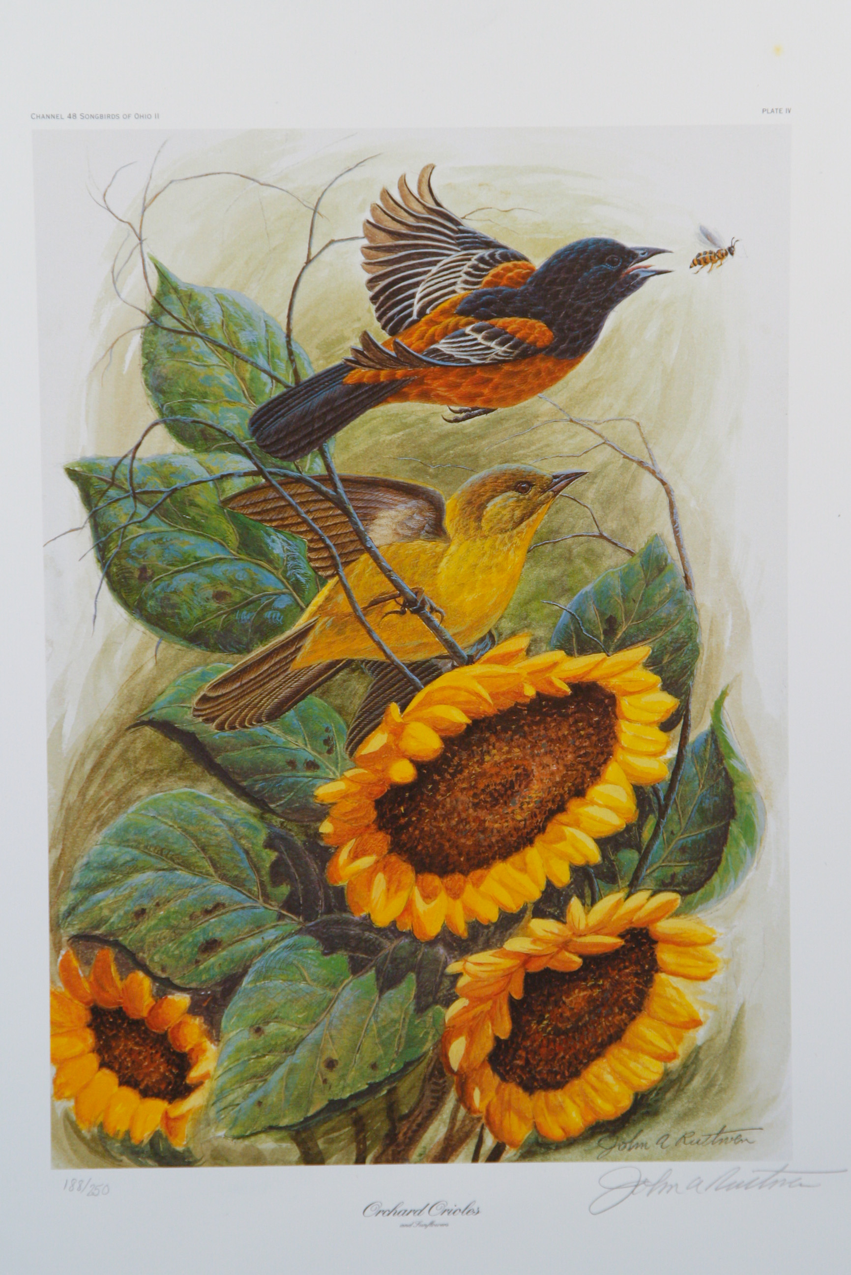 John A. Ruthven Limited Edition Lithograph"Orchard Orioles"