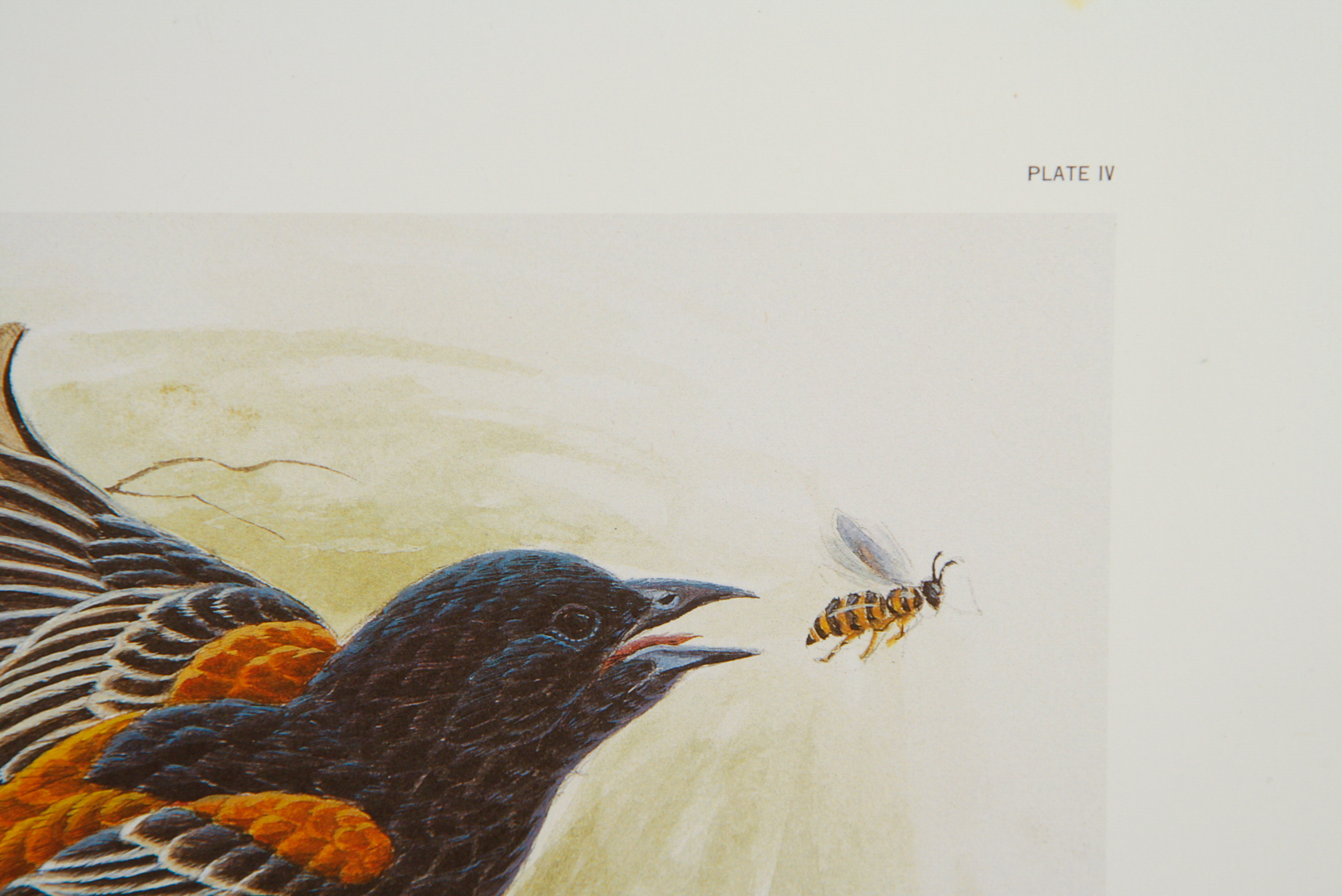 John A. Ruthven Limited Edition Lithograph"Orchard Orioles"