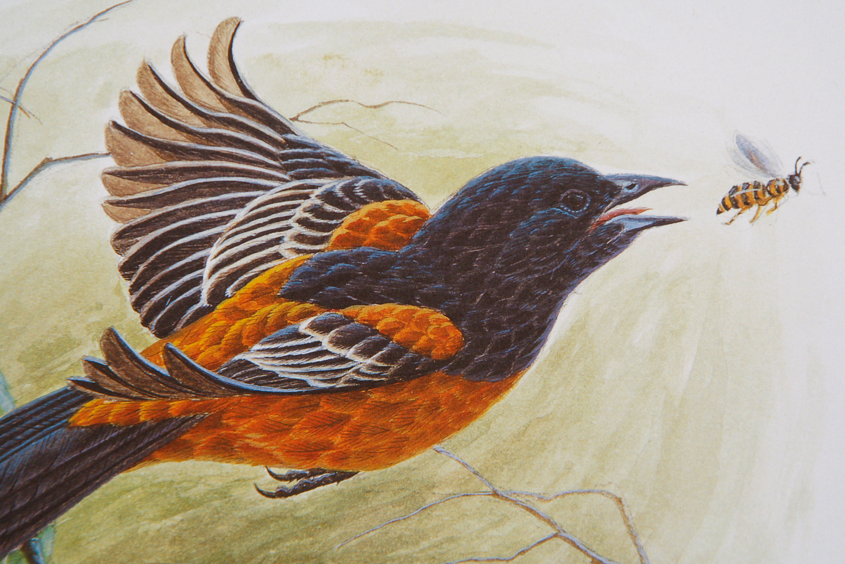 John A. Ruthven Limited Edition Lithograph"Orchard Orioles"