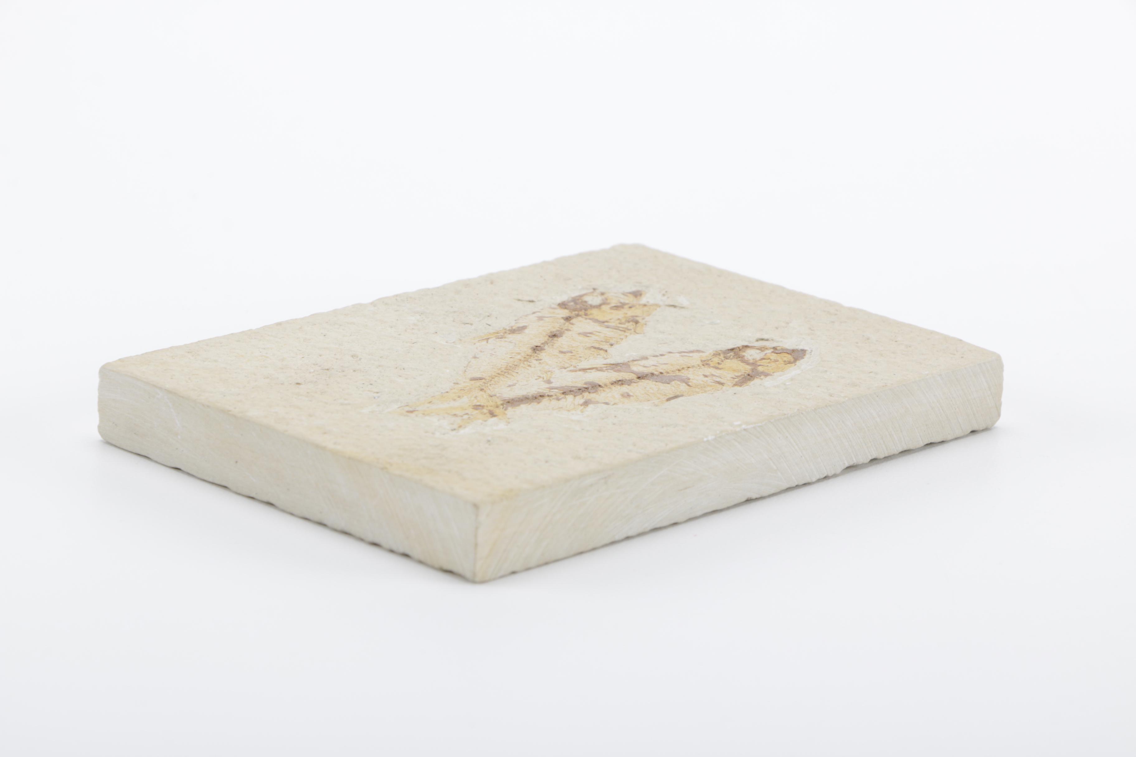 Fossilized Fish Specimens