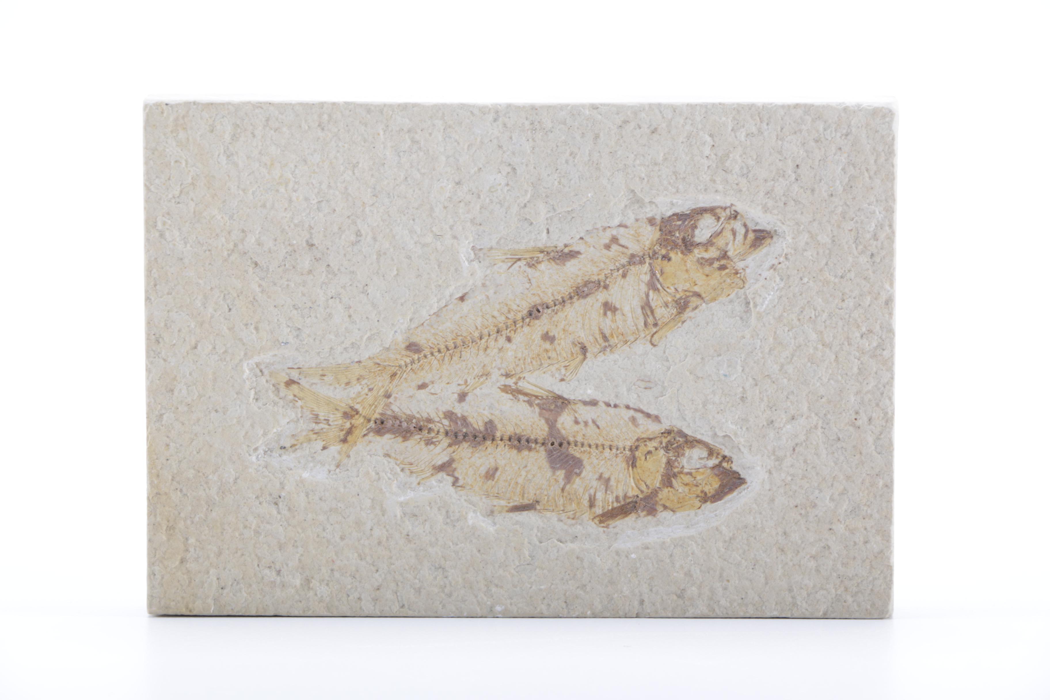 Fossilized Fish Specimens