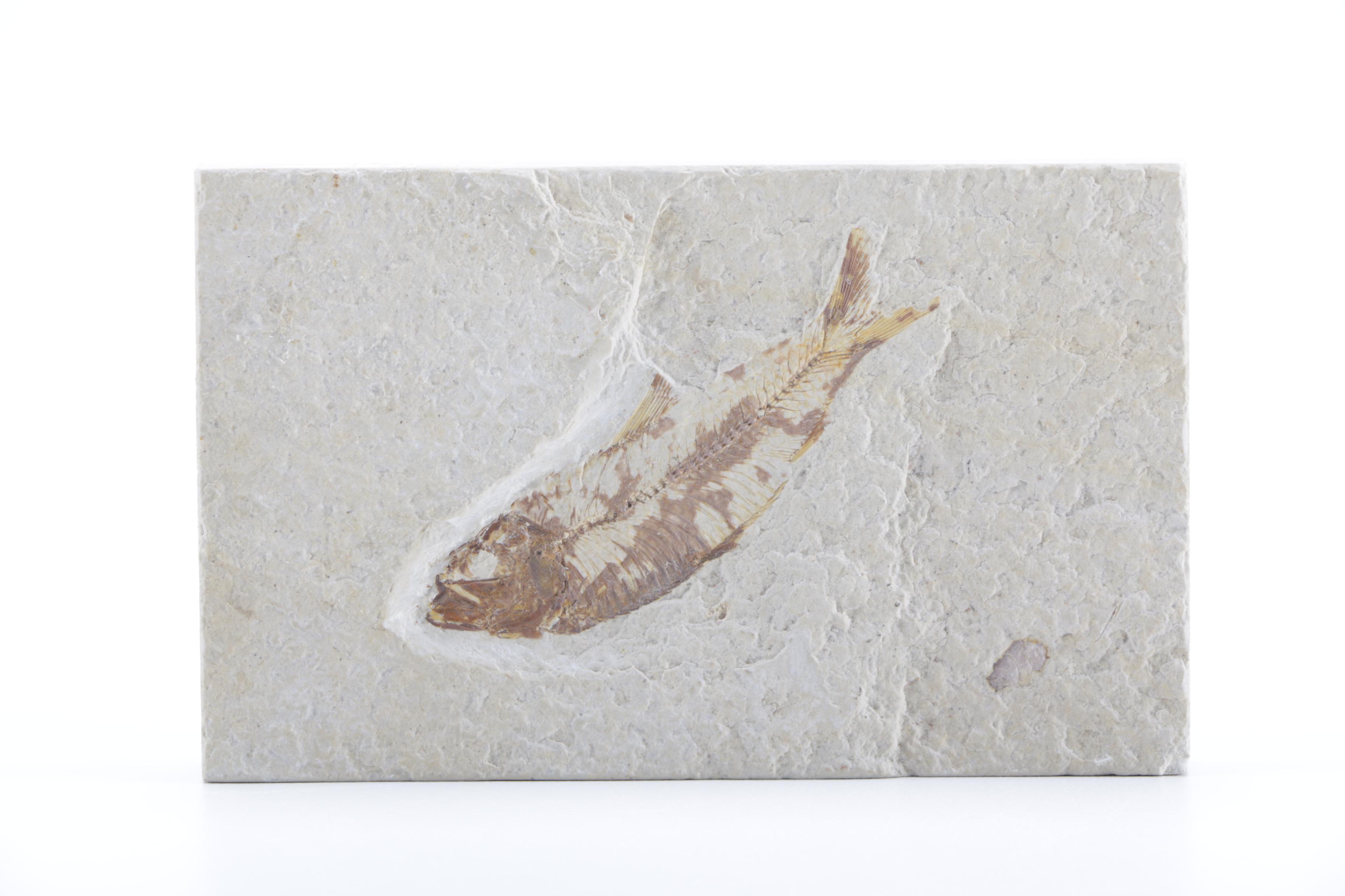 Fossilized Fish Specimens