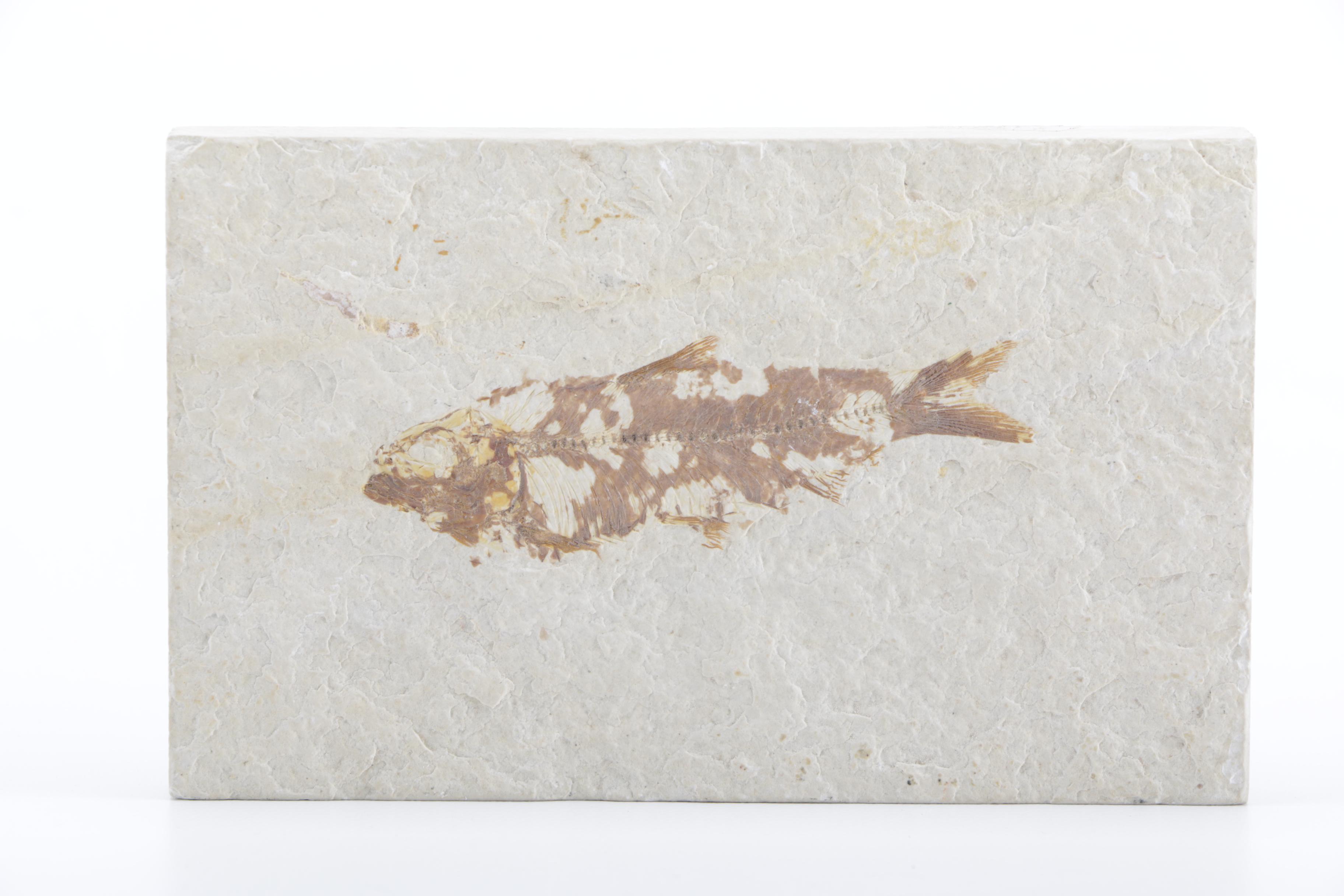 Fossilized Fish Specimens