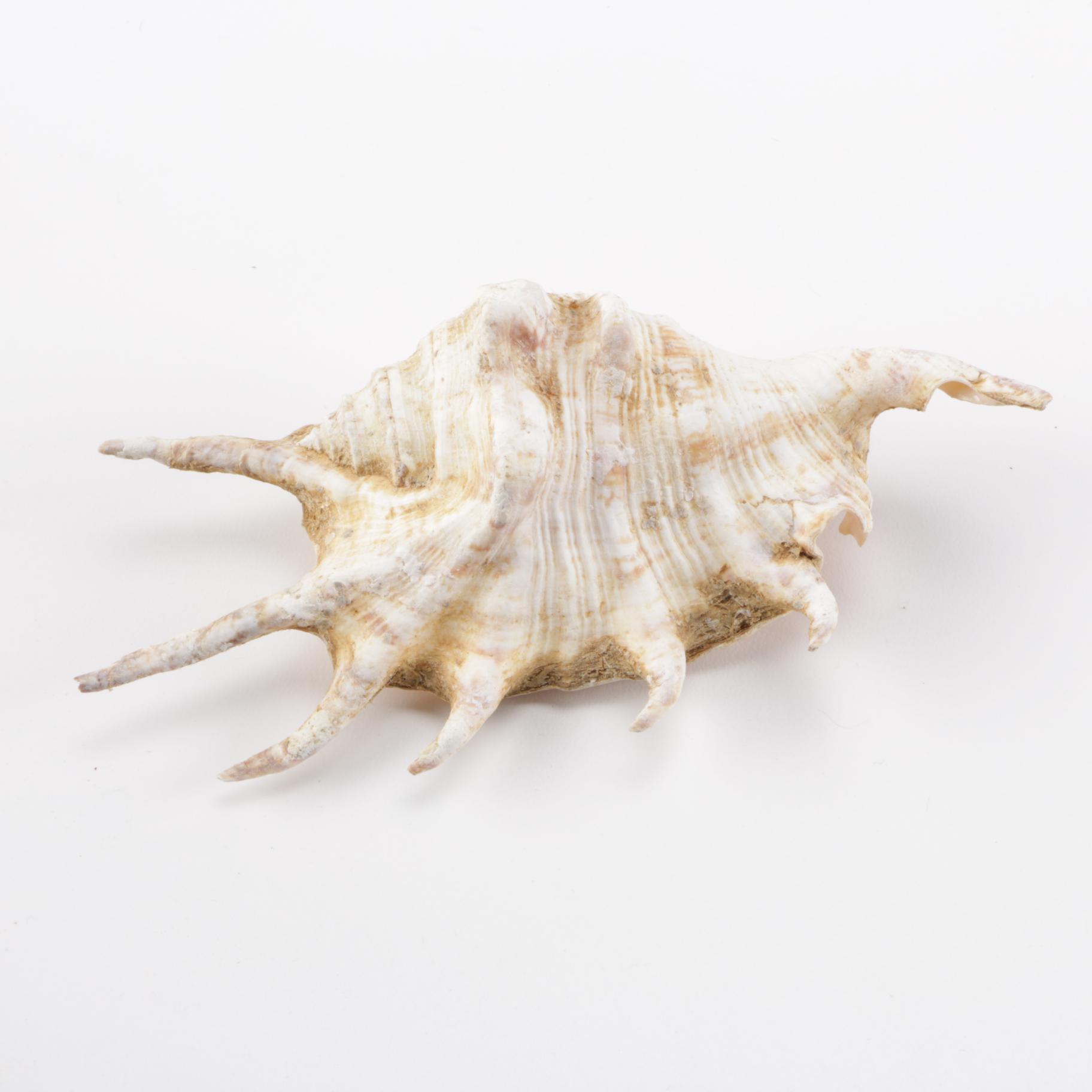 Cowrie Shell Collection