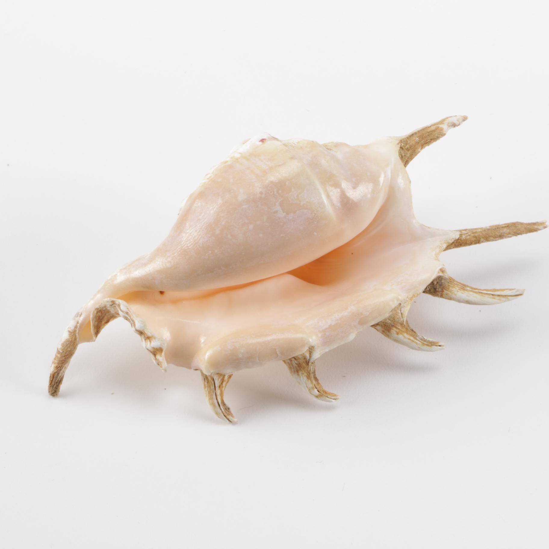 Cowrie Shell Collection