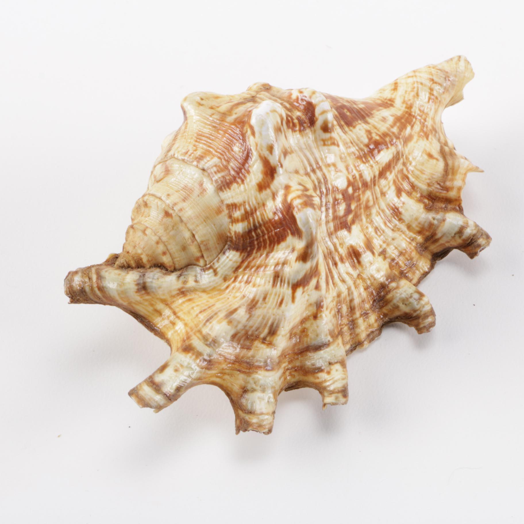 Cowrie Shell Collection