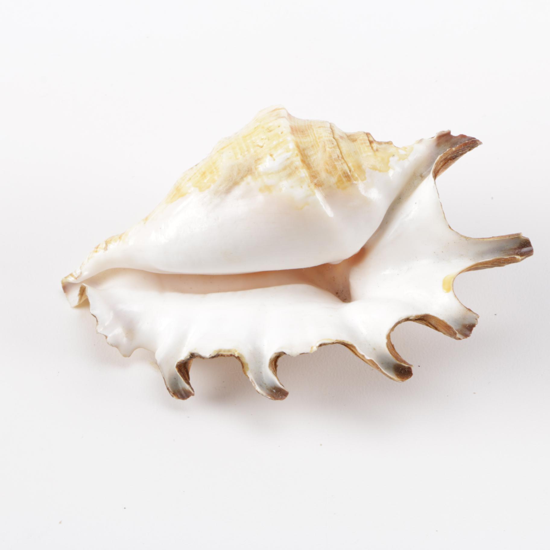 Cowrie Shell Collection