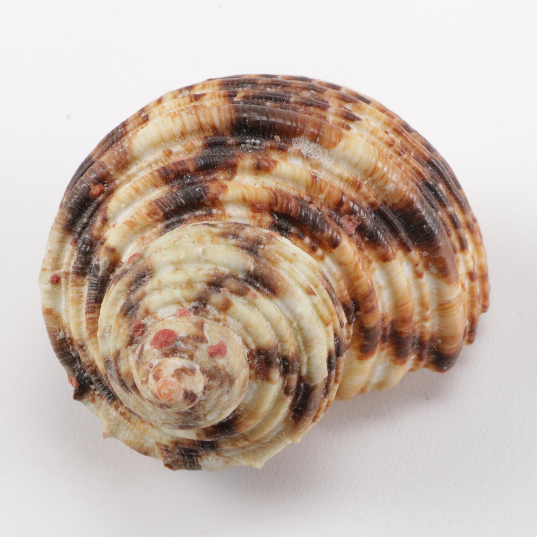 Cowrie Shell Collection