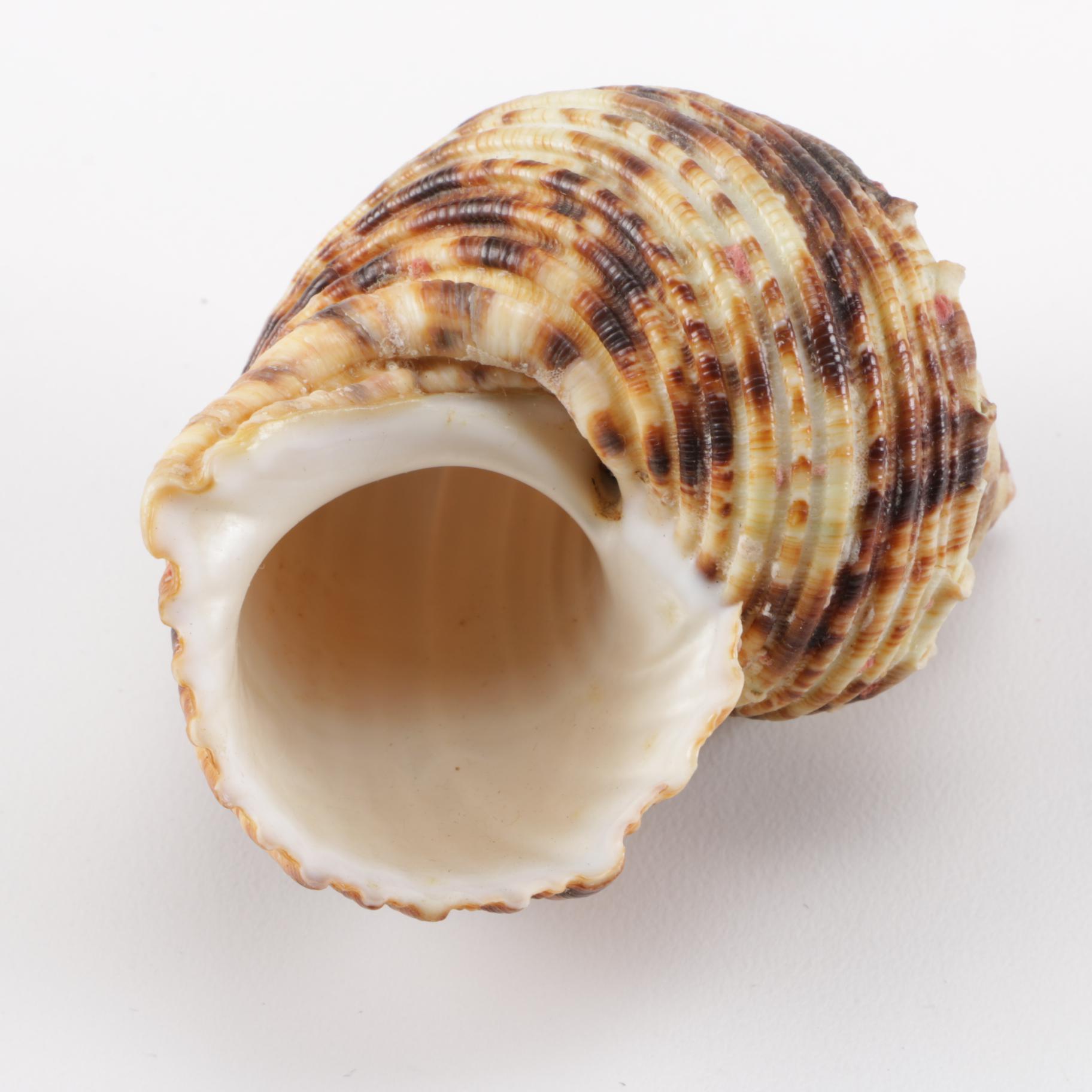 Cowrie Shell Collection