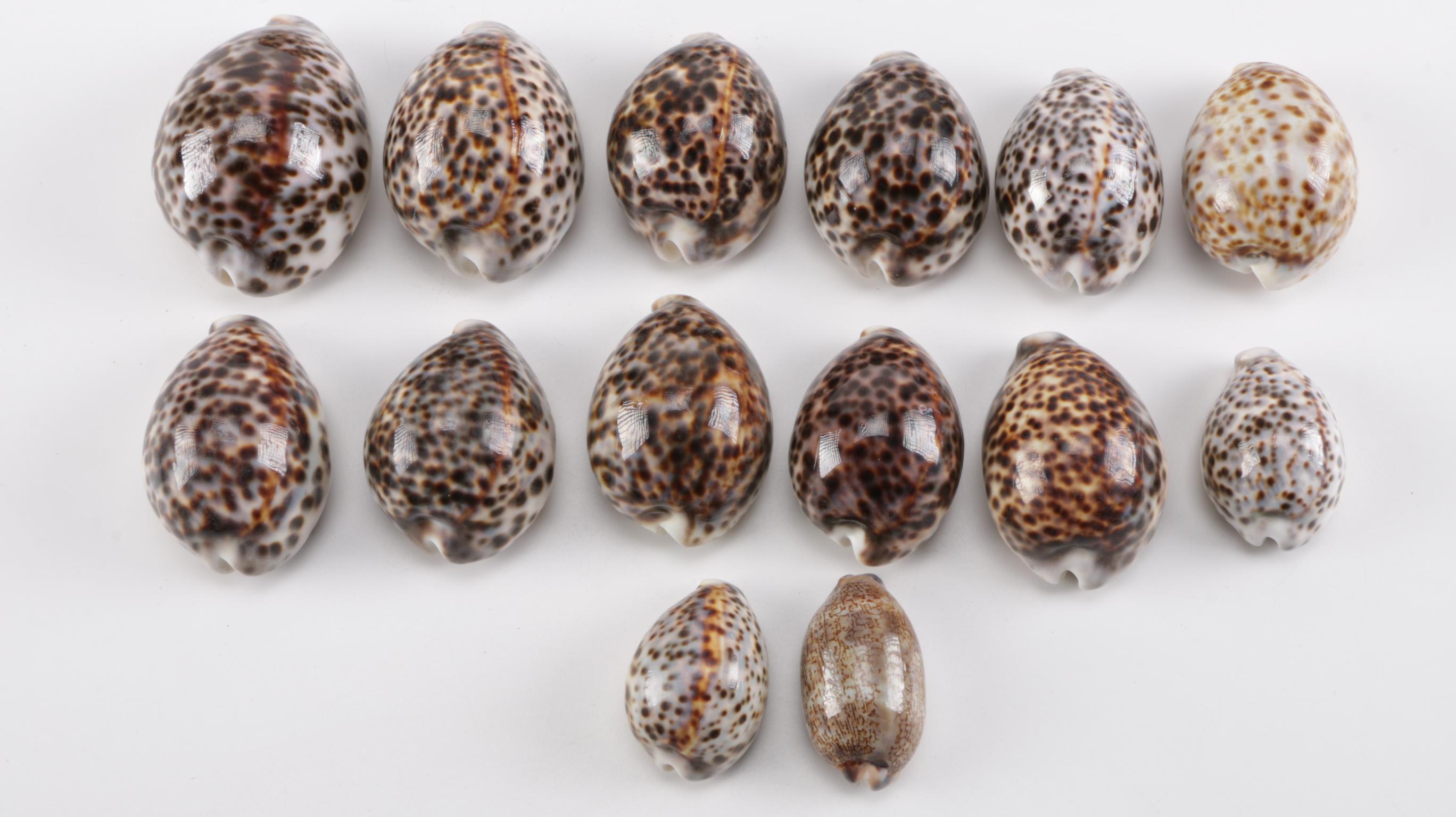 Cowrie Shell Collection