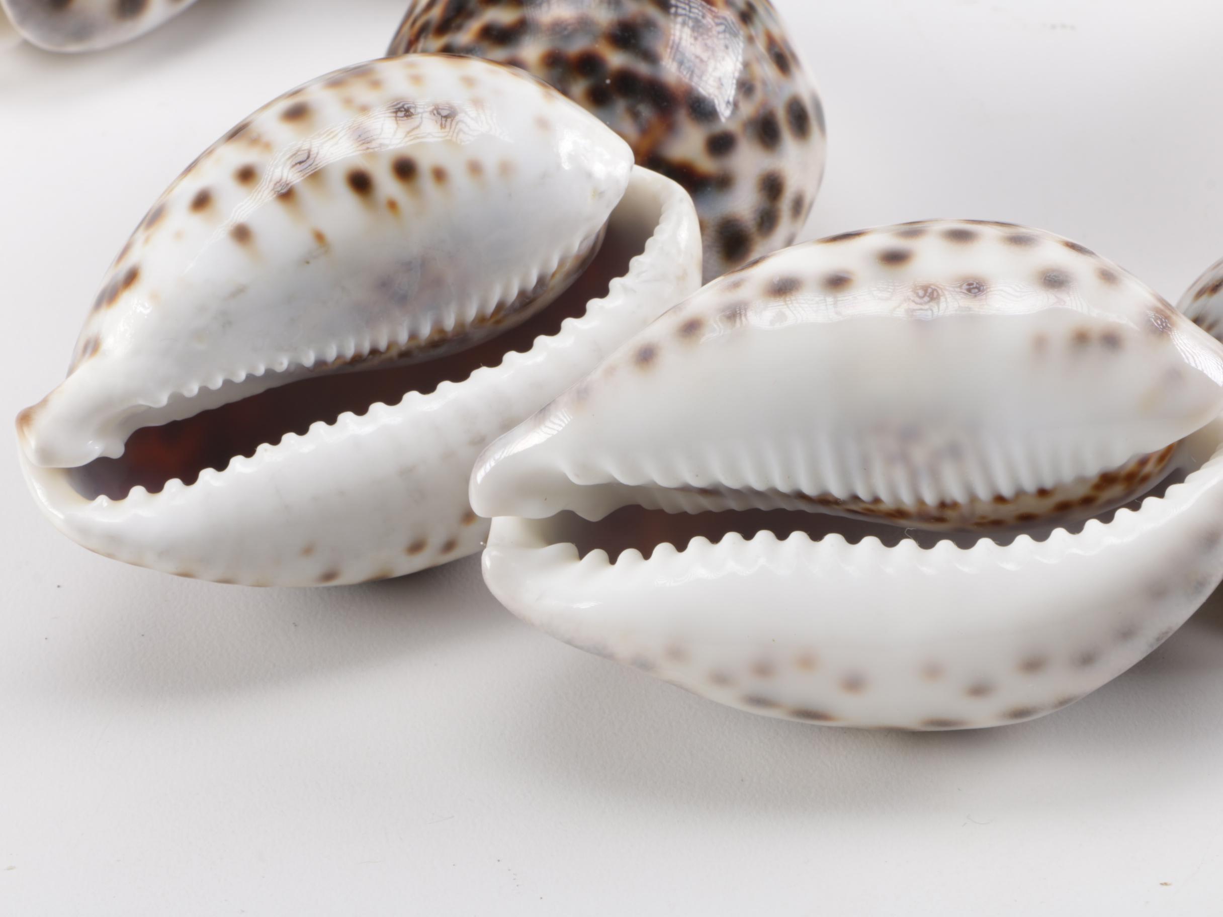 Cowrie Shell Collection