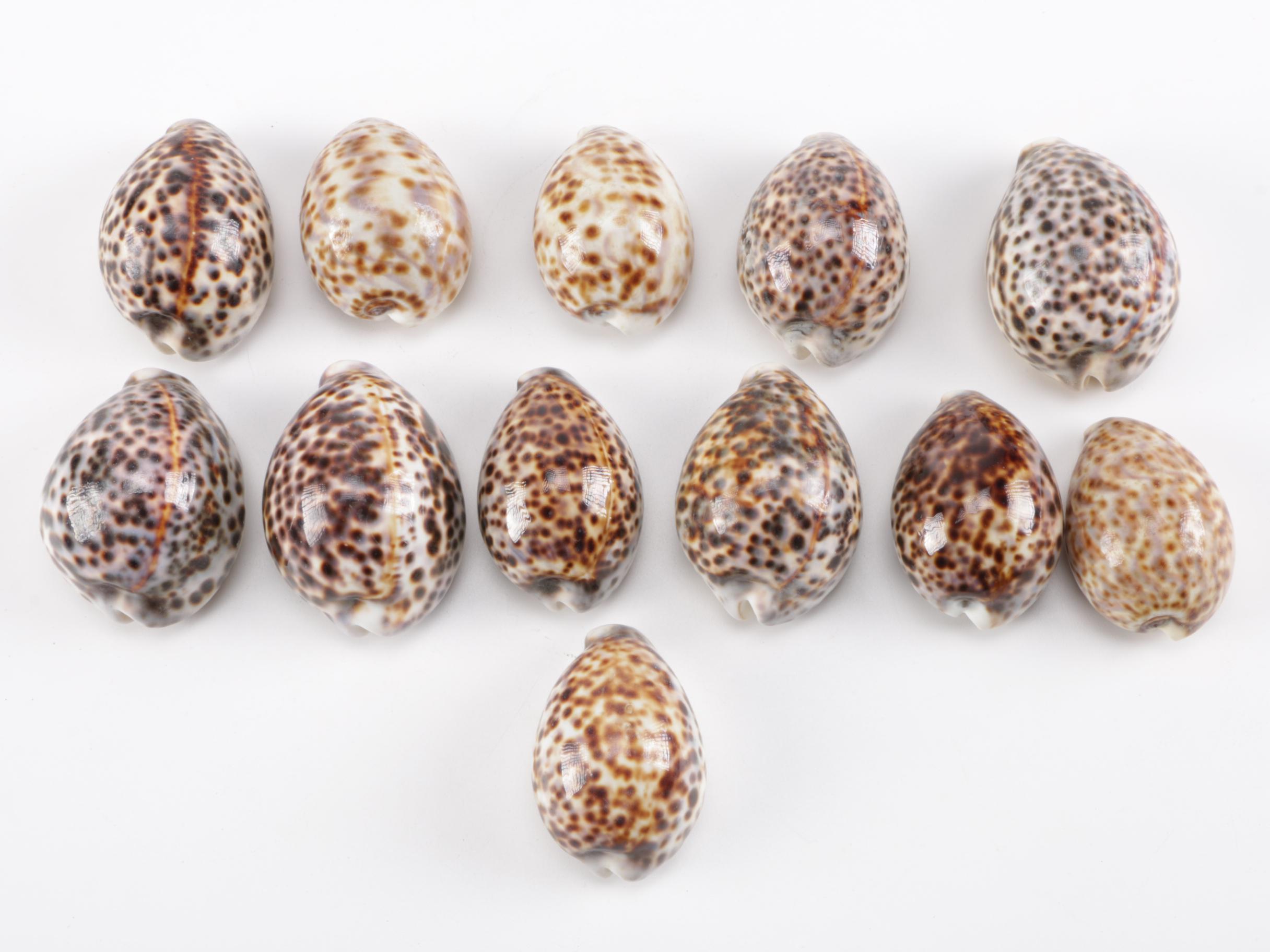 Cowrie Shell Collection