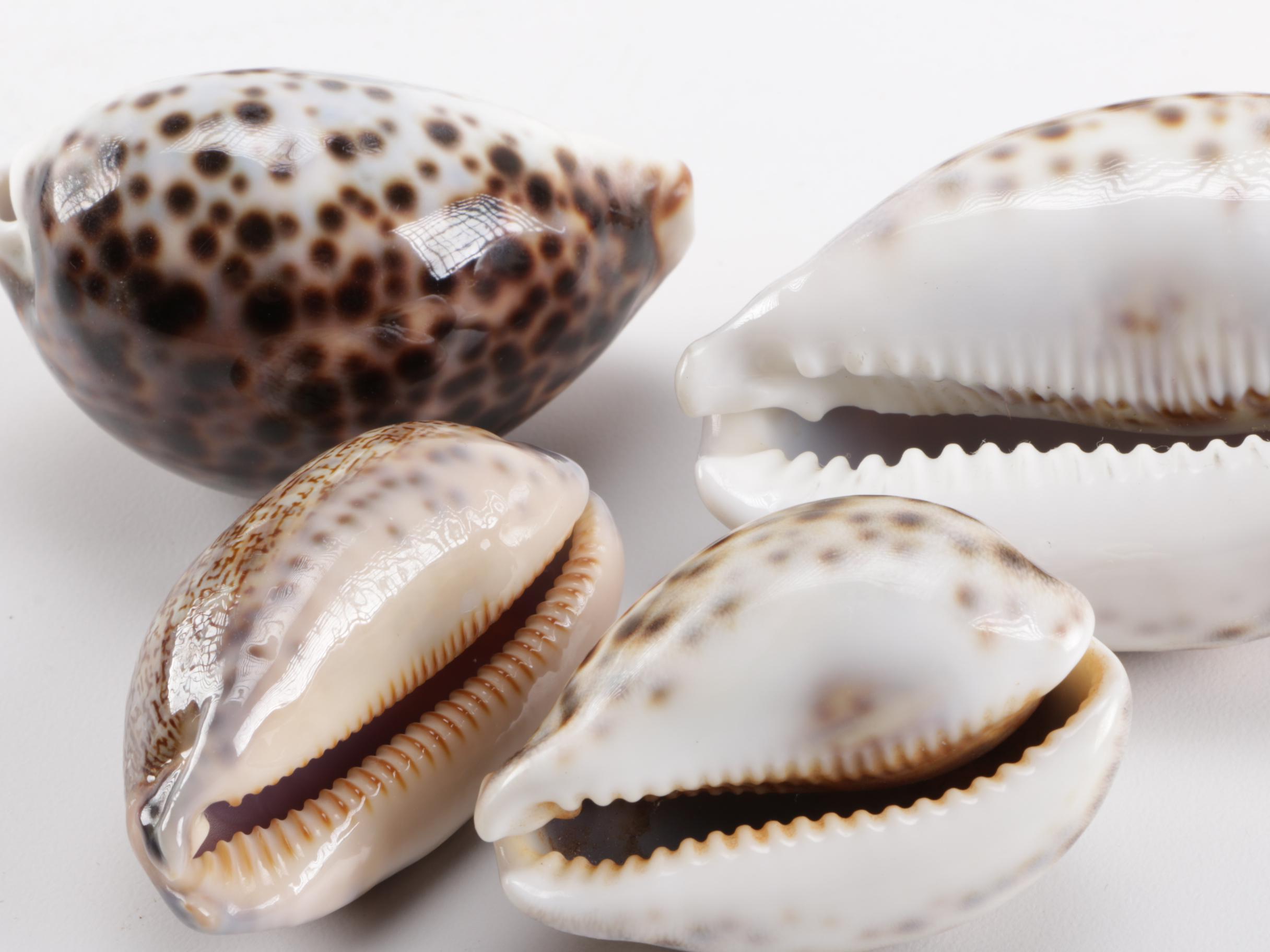Cowrie Shell Collection