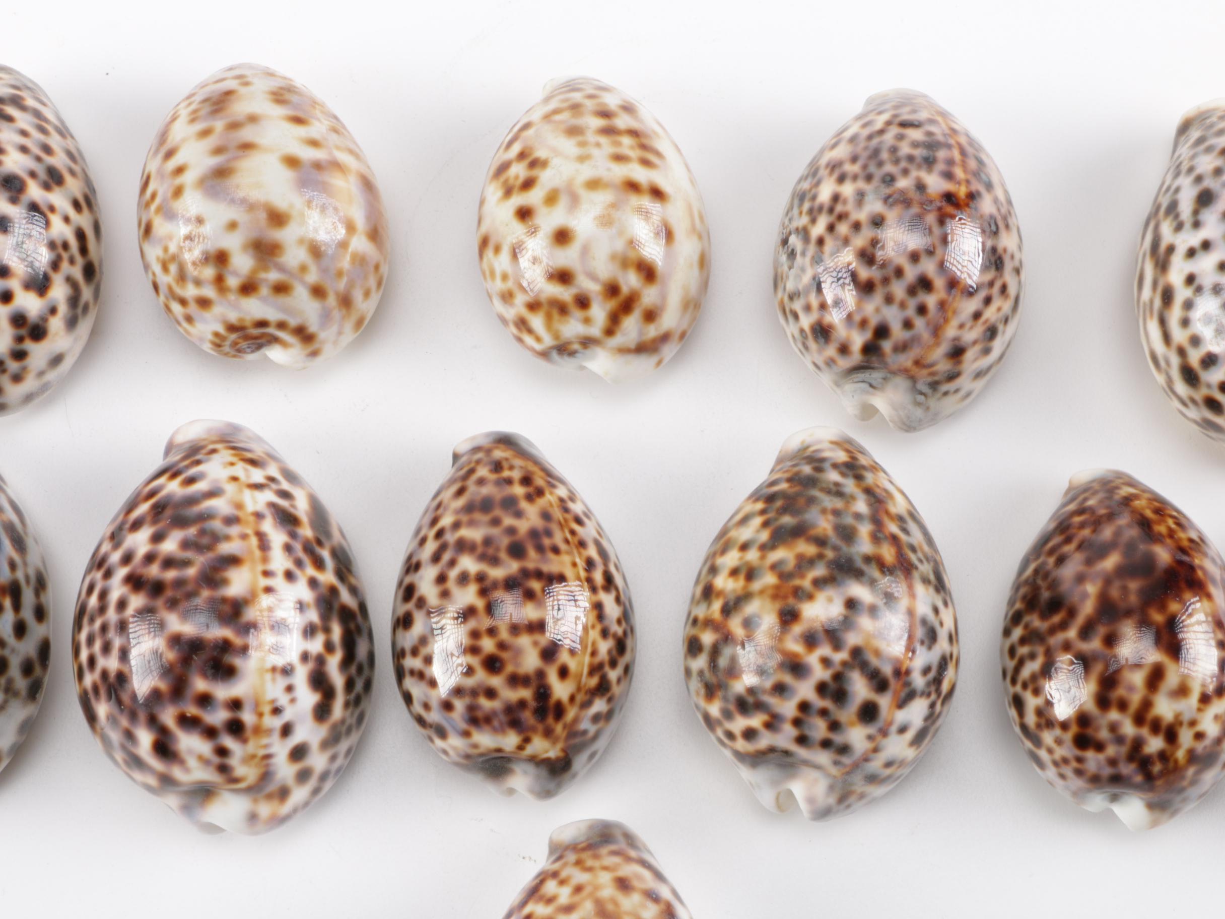 Cowrie Shell Collection
