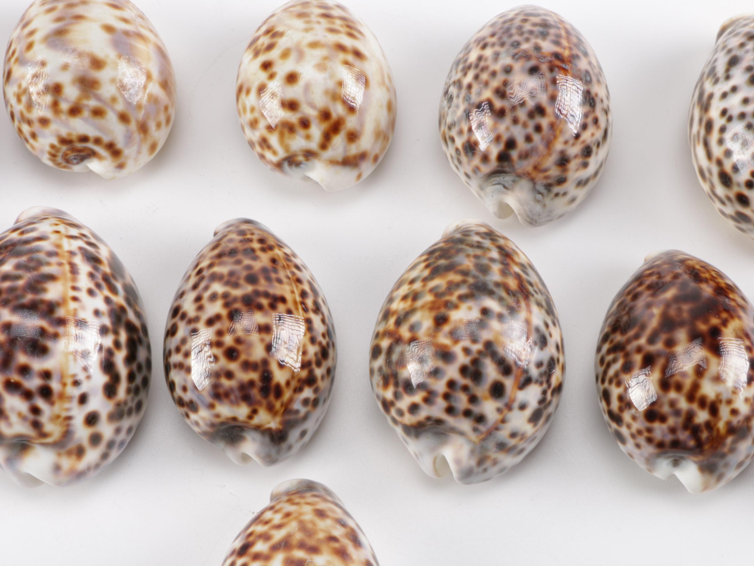 Cowrie Shell Collection