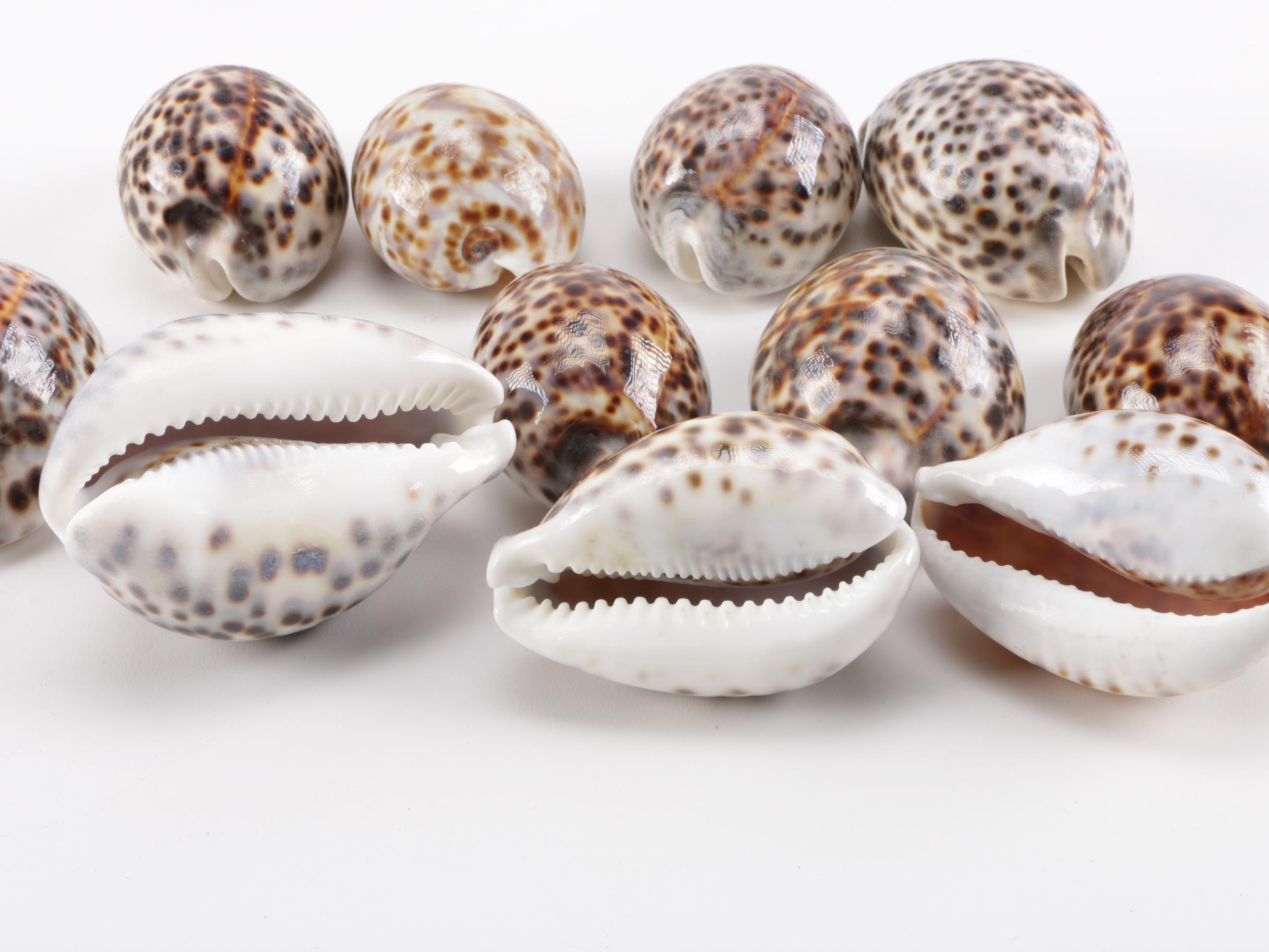 Cowrie Shell Collection