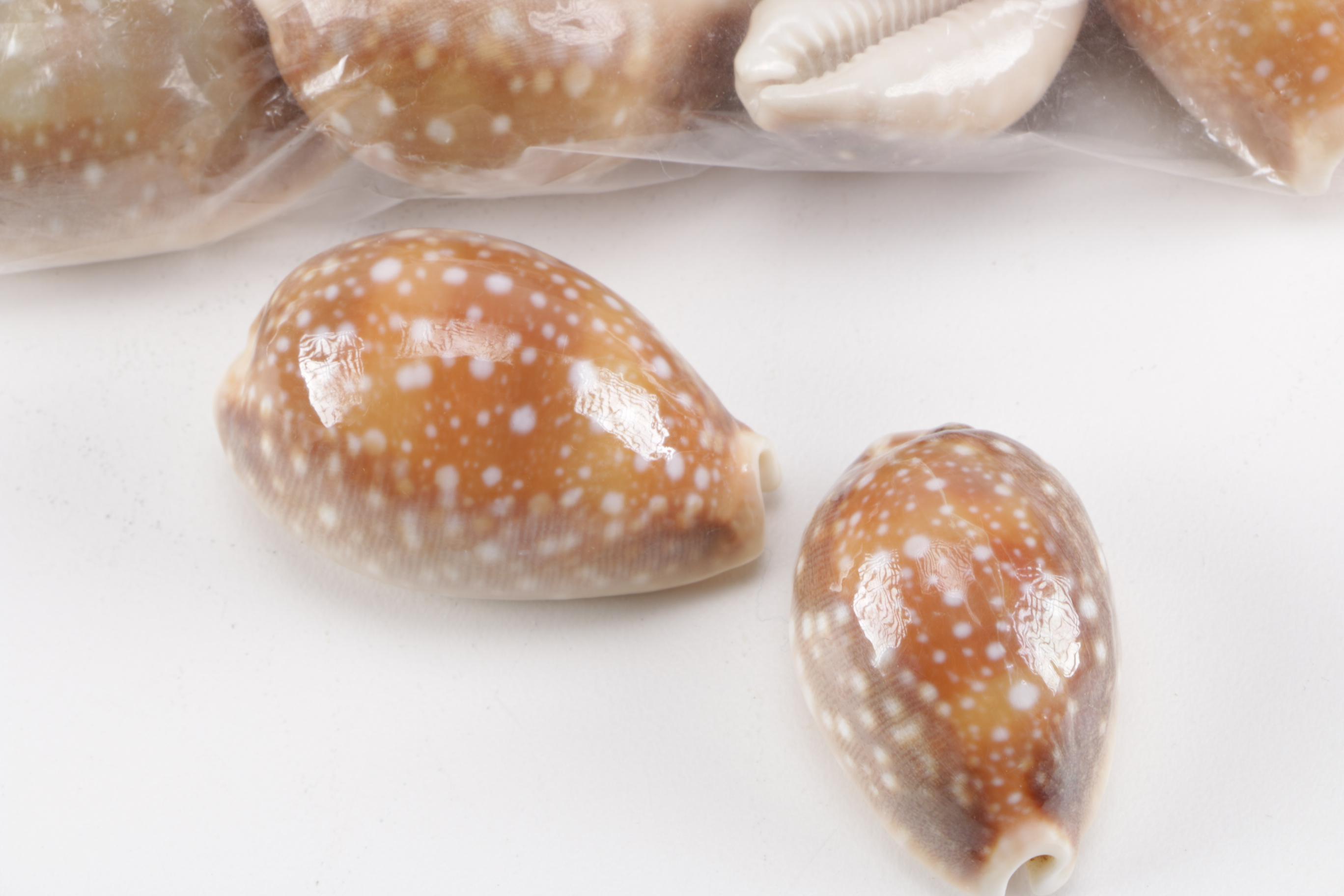 Cowrie Shell Collection