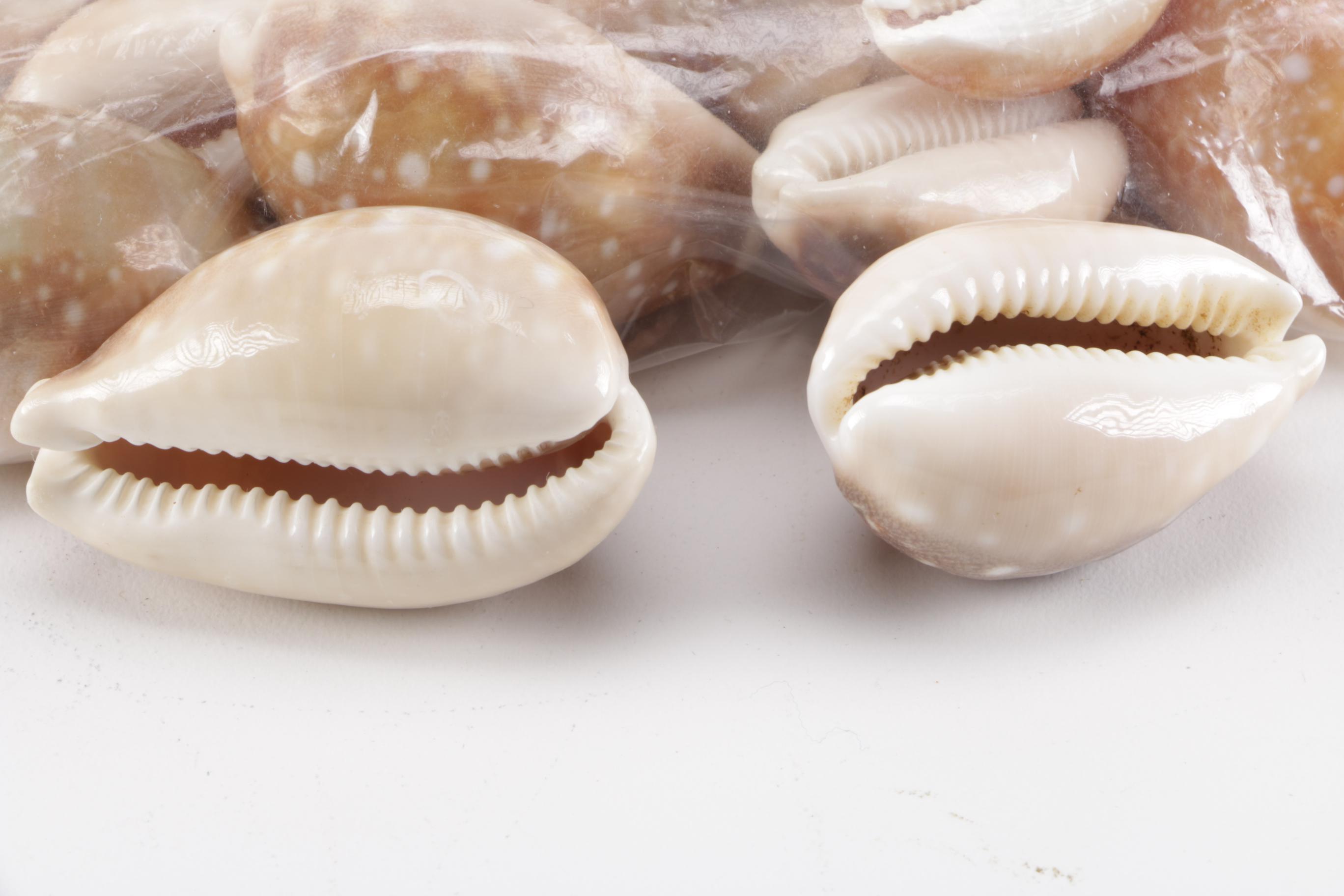 Cowrie Shell Collection