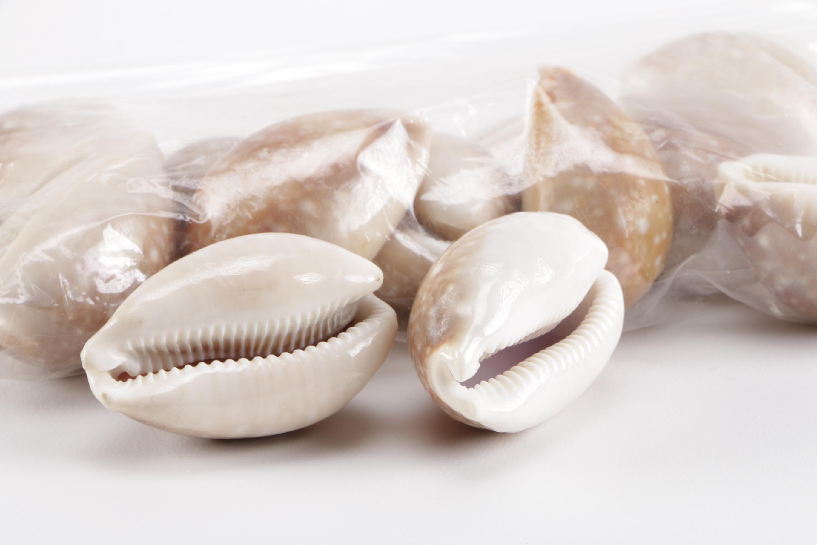 Cowrie Shell Collection