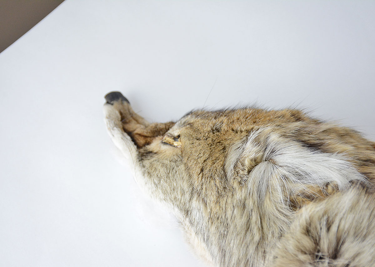 Vintage Brown Fox Pelt Collar