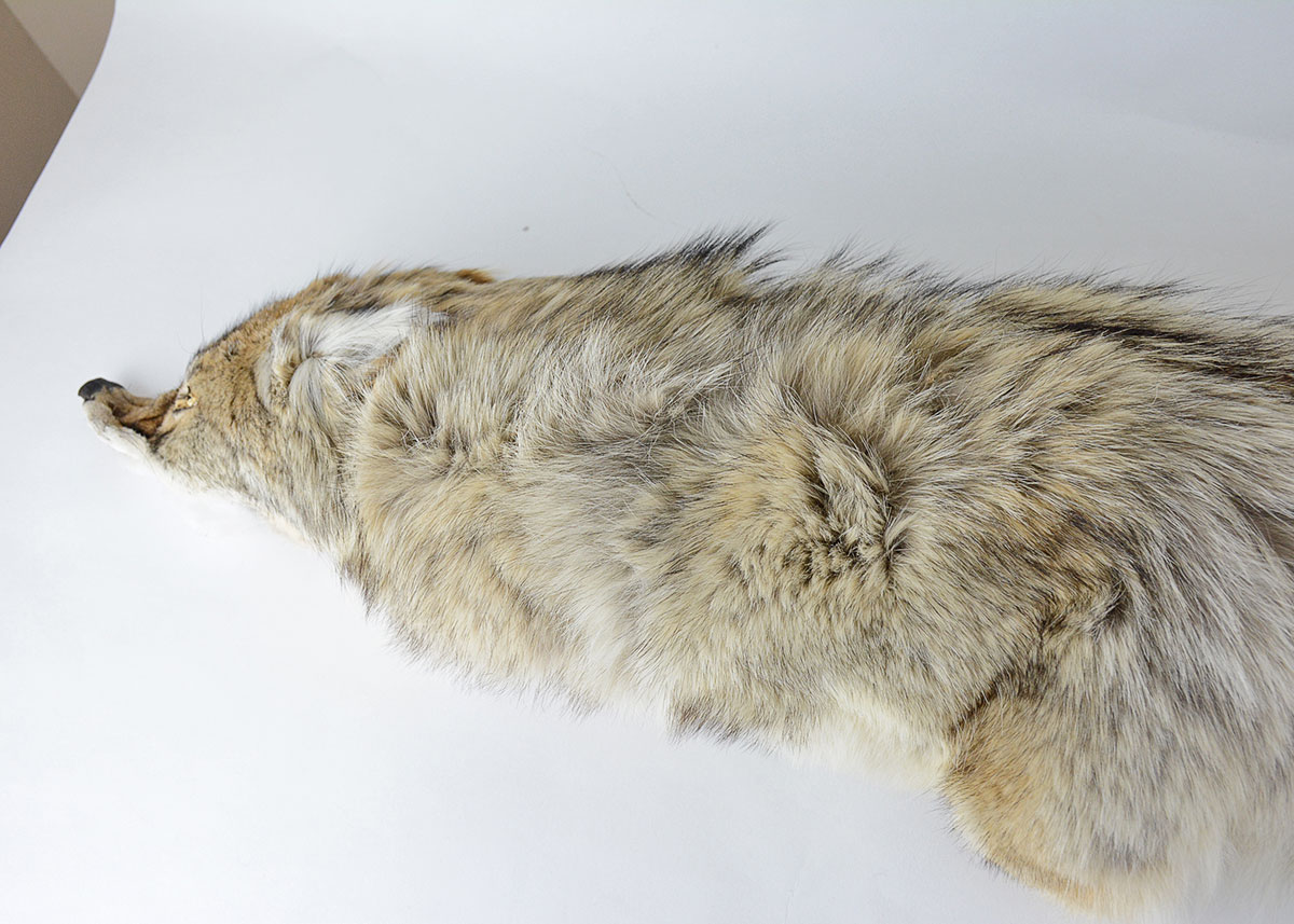 Vintage Brown Fox Pelt Collar