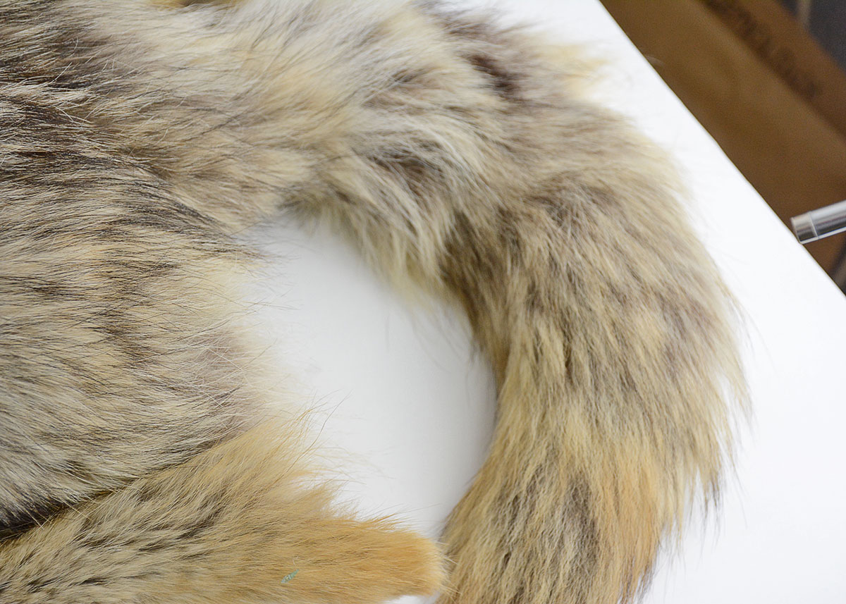 Vintage Brown Fox Pelt Collar