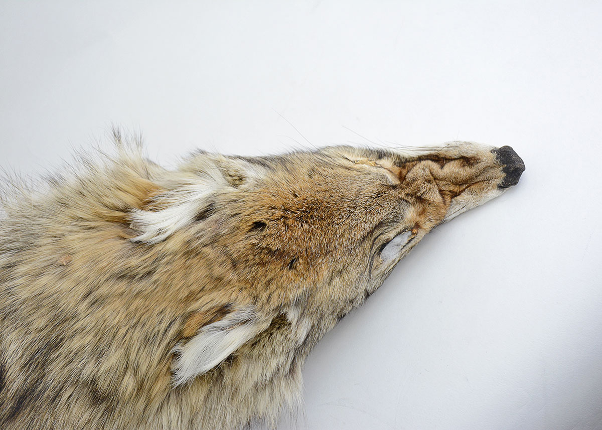 Vintage Brown Fox Pelt Collar