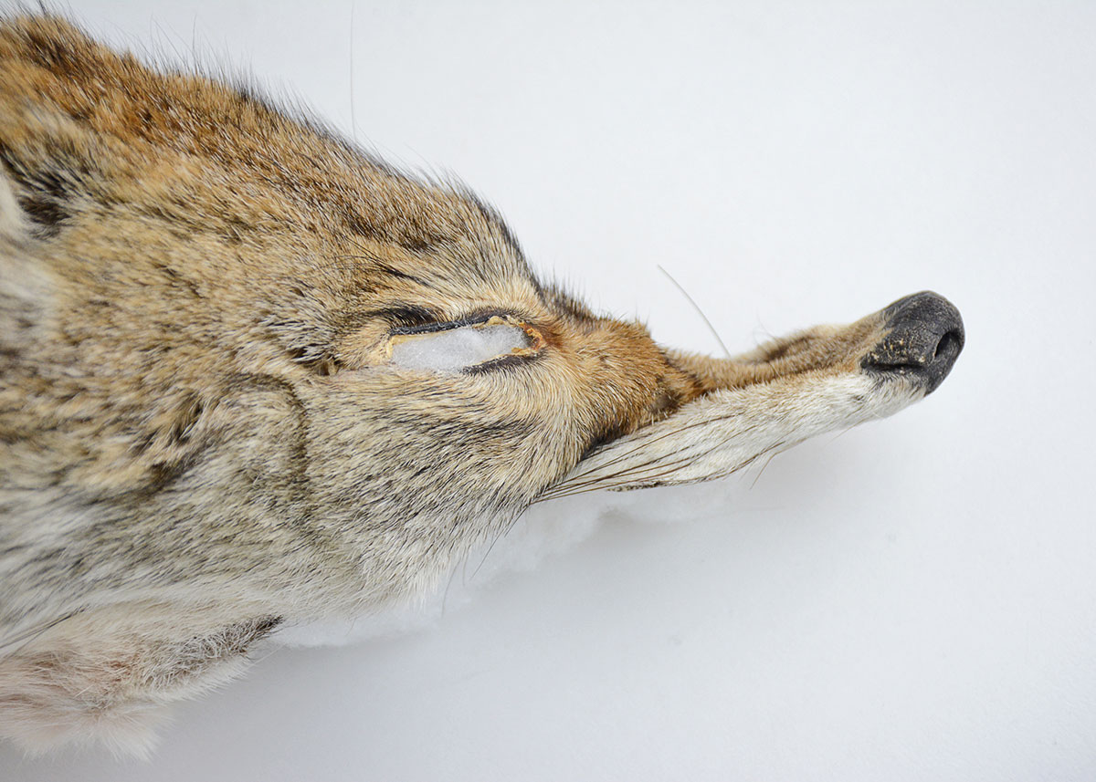 Vintage Brown Fox Pelt Collar