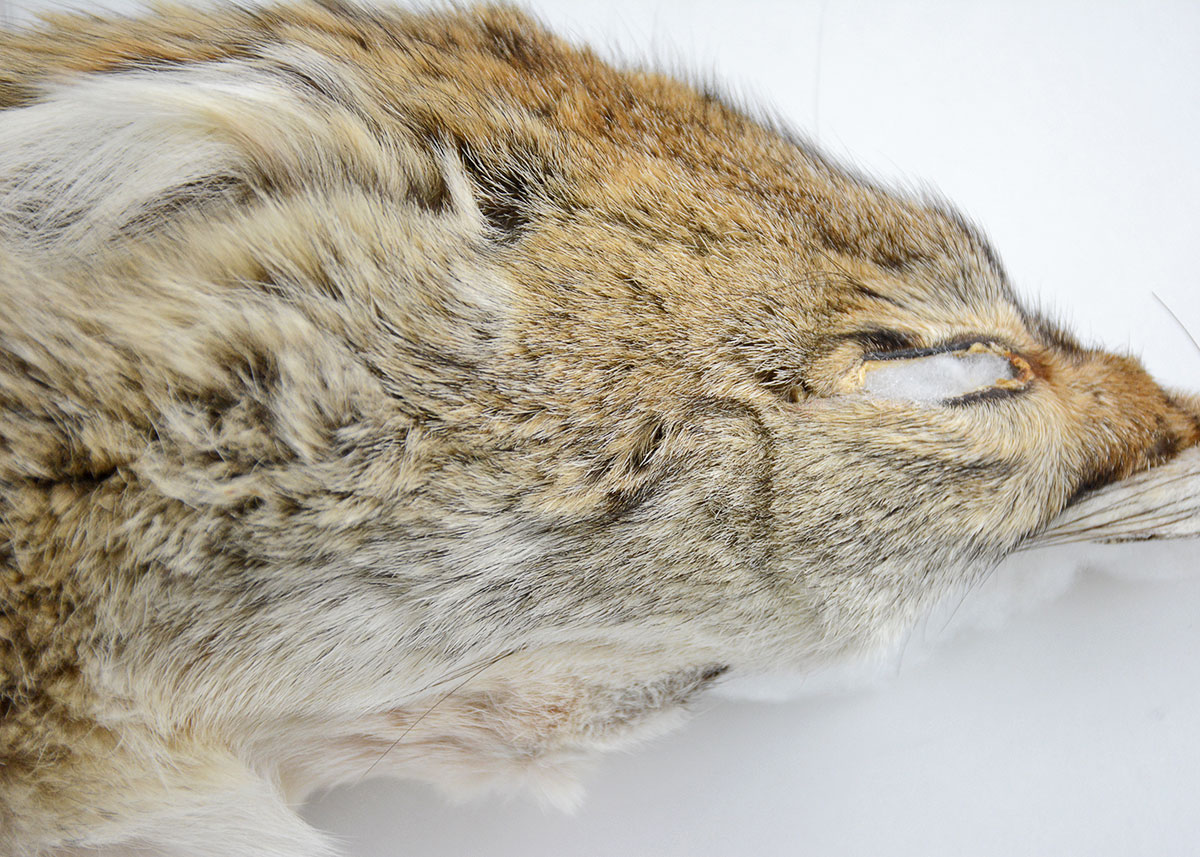 Vintage Brown Fox Pelt Collar