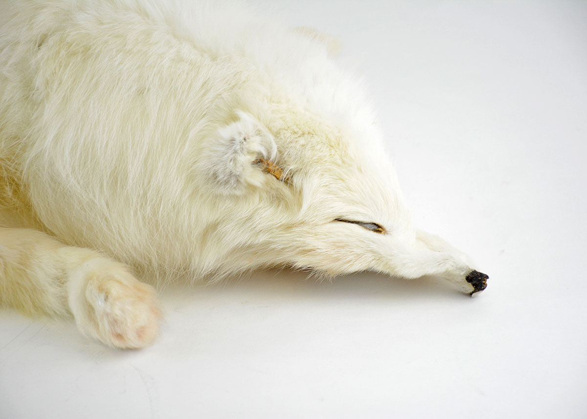Vintage White Fox Single Pelt Collar