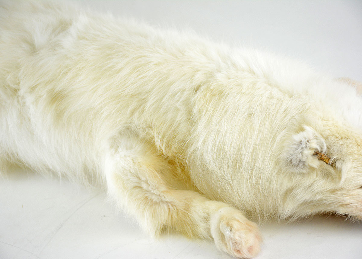 Vintage White Fox Single Pelt Collar