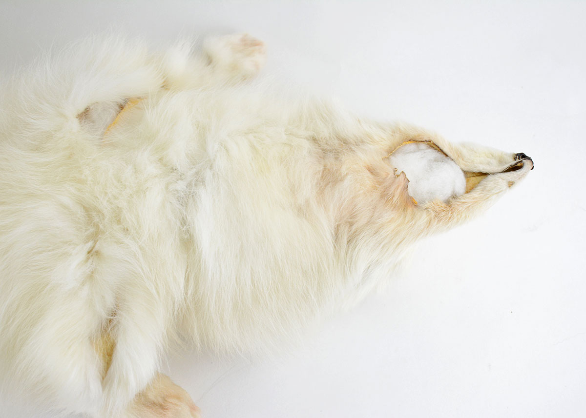 Vintage White Fox Single Pelt Collar