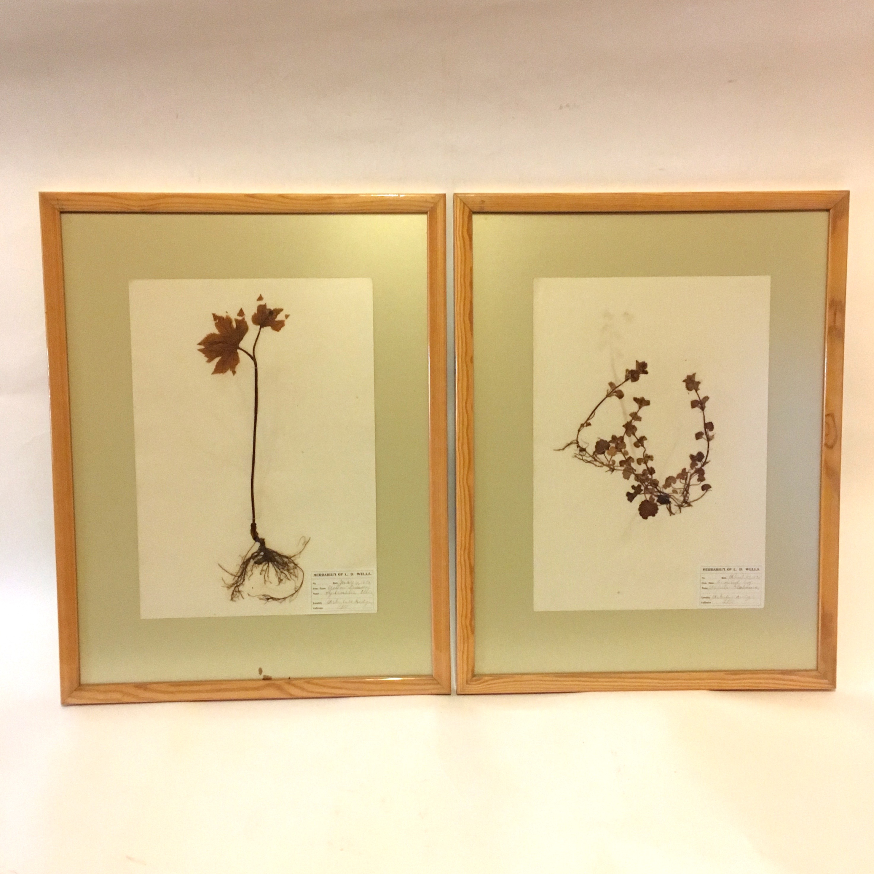 Antique Herbarium Specimens Dating to 1895