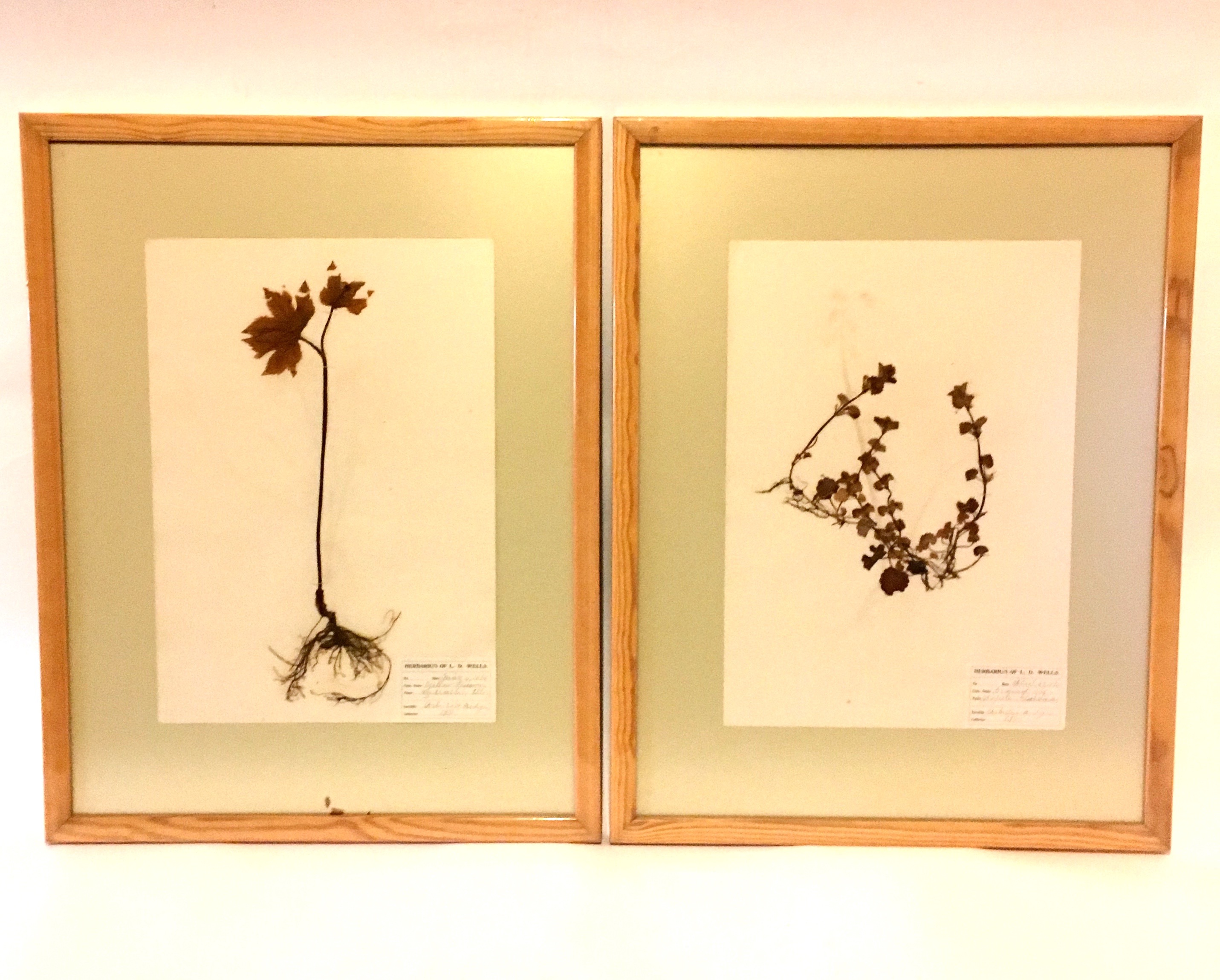 Antique Herbarium Specimens Dating to 1895