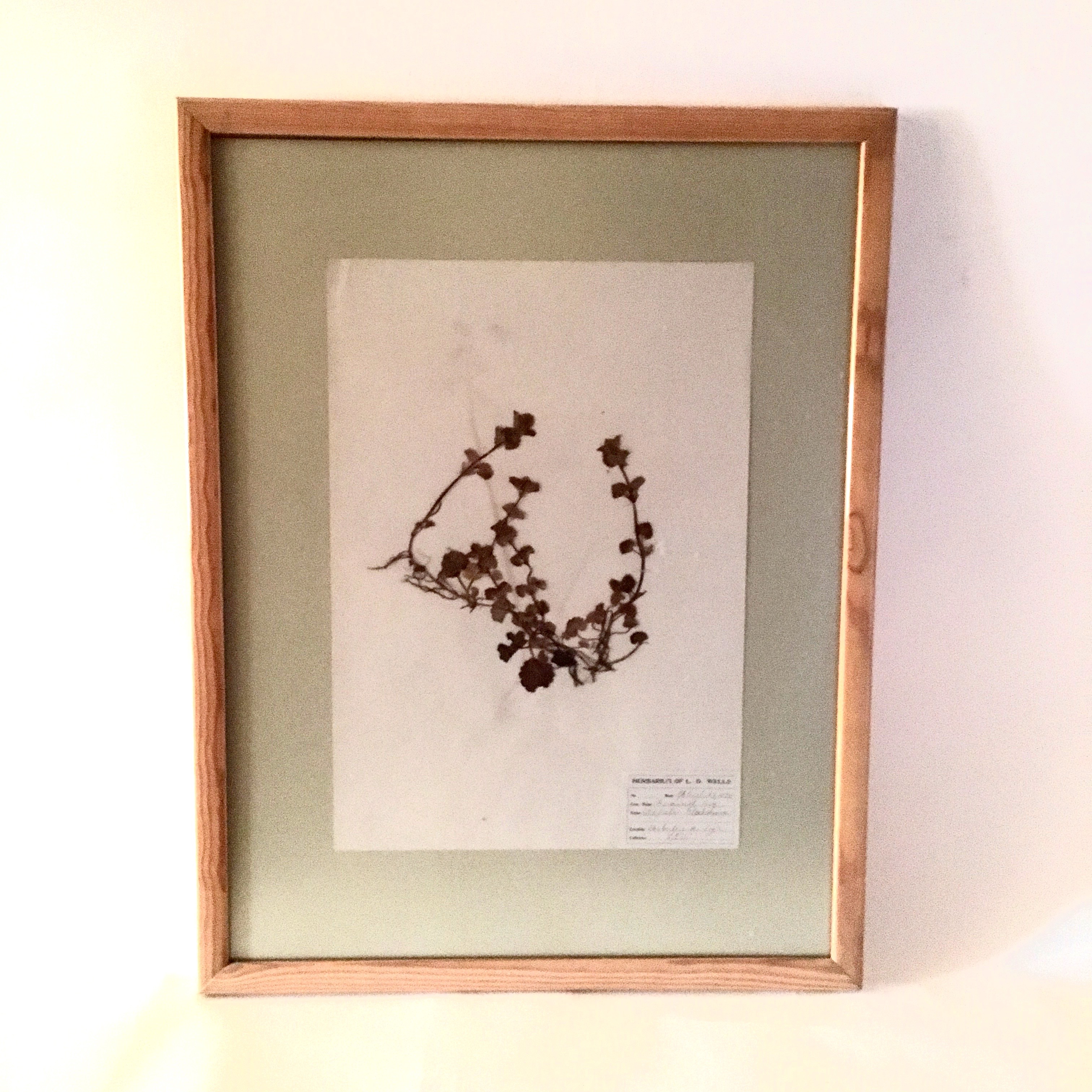 Antique Herbarium Specimens Dating to 1895