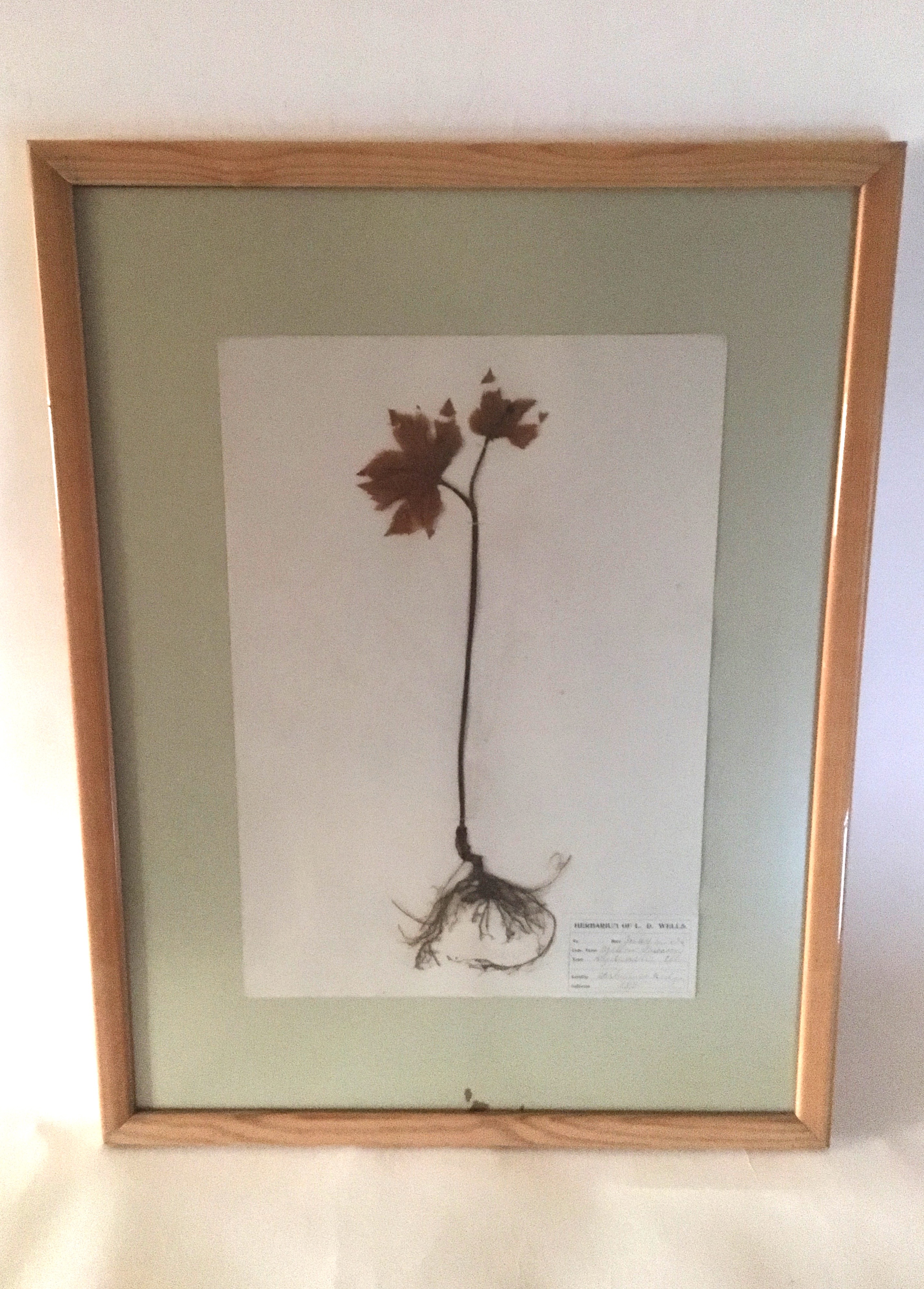 Antique Herbarium Specimens Dating to 1895