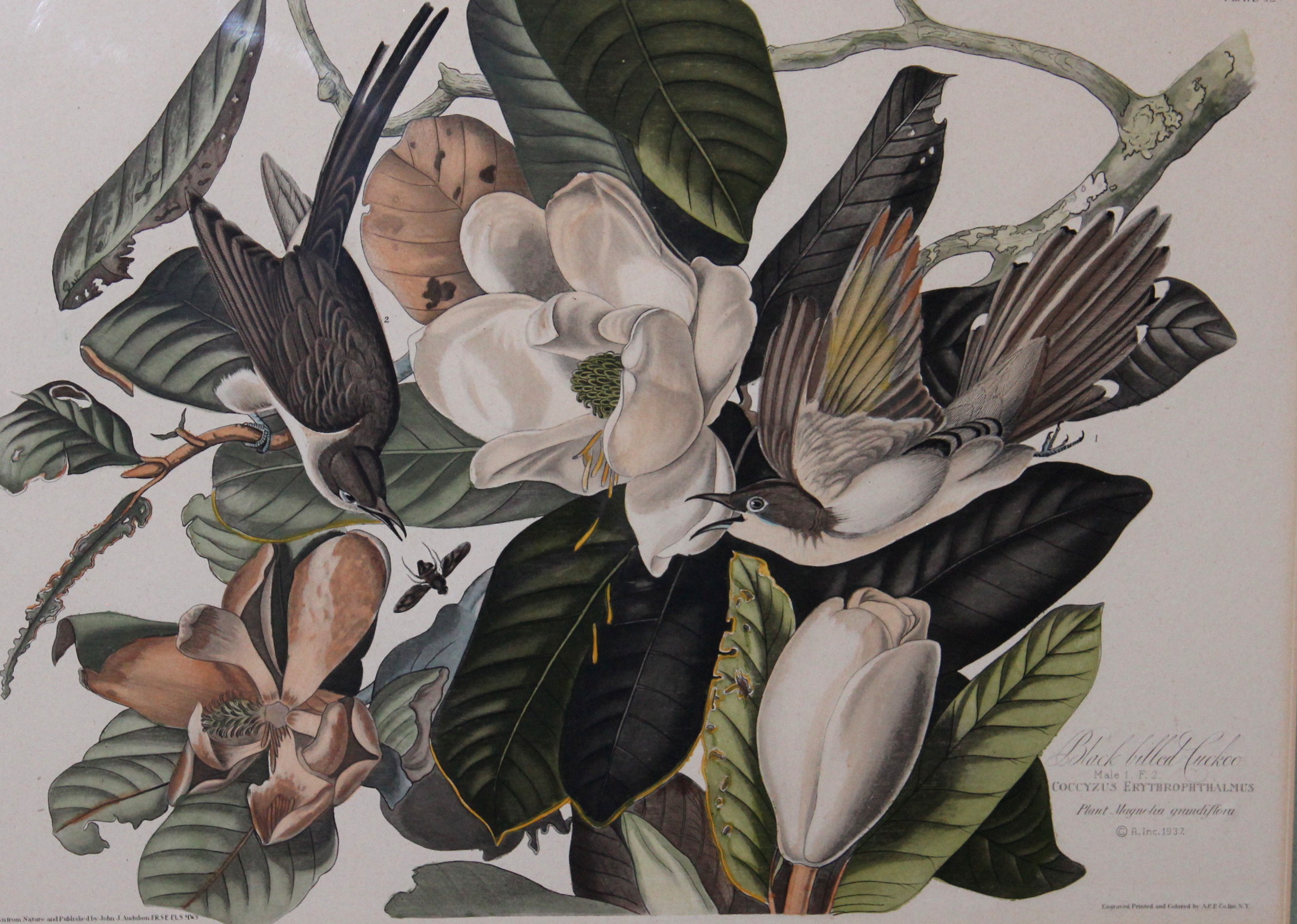 Vintage Framed Audubon Prints
