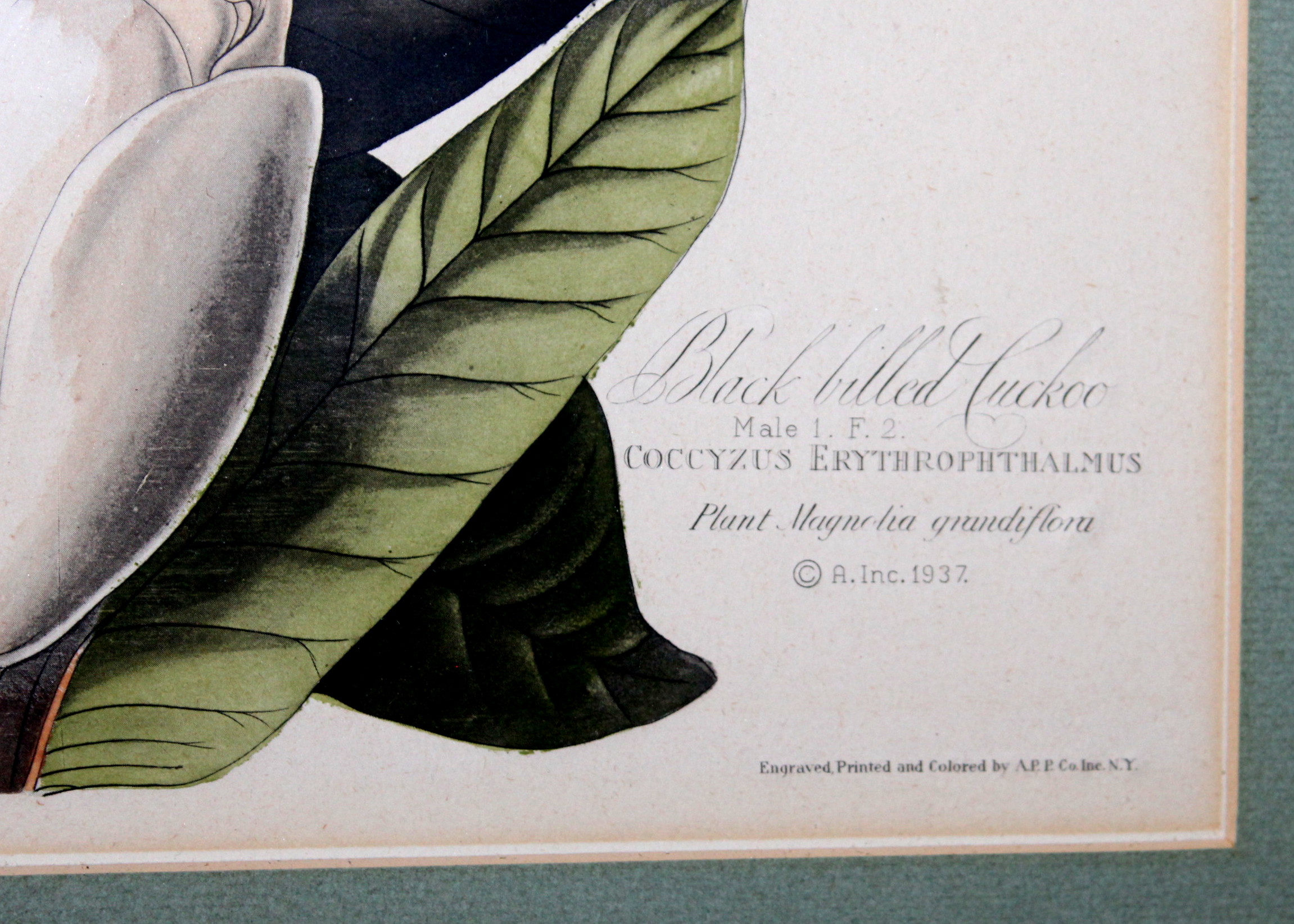 Vintage Framed Audubon Prints