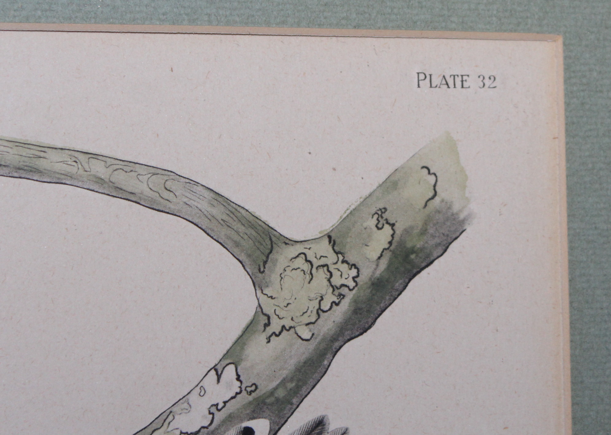 Vintage Framed Audubon Prints