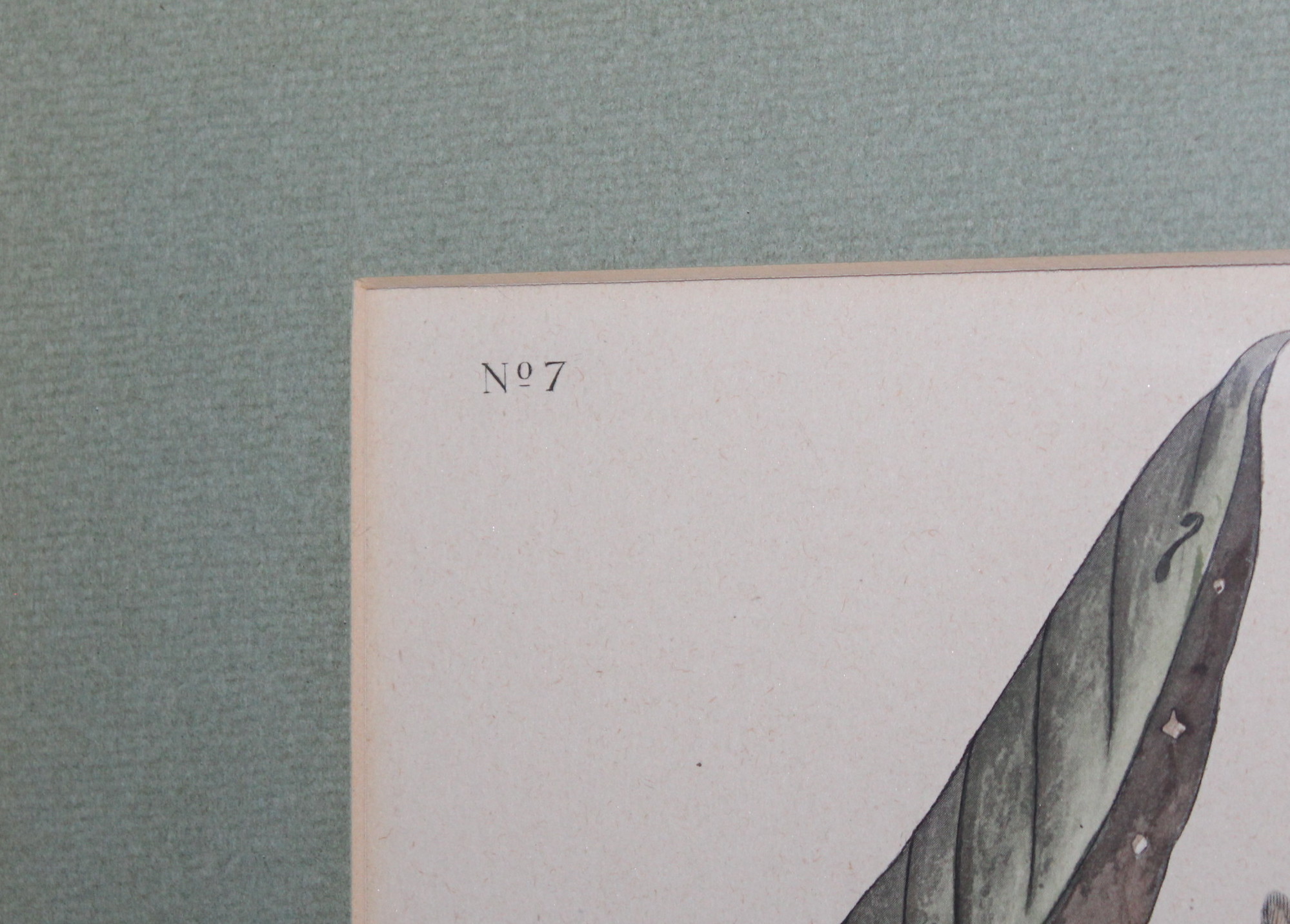 Vintage Framed Audubon Prints