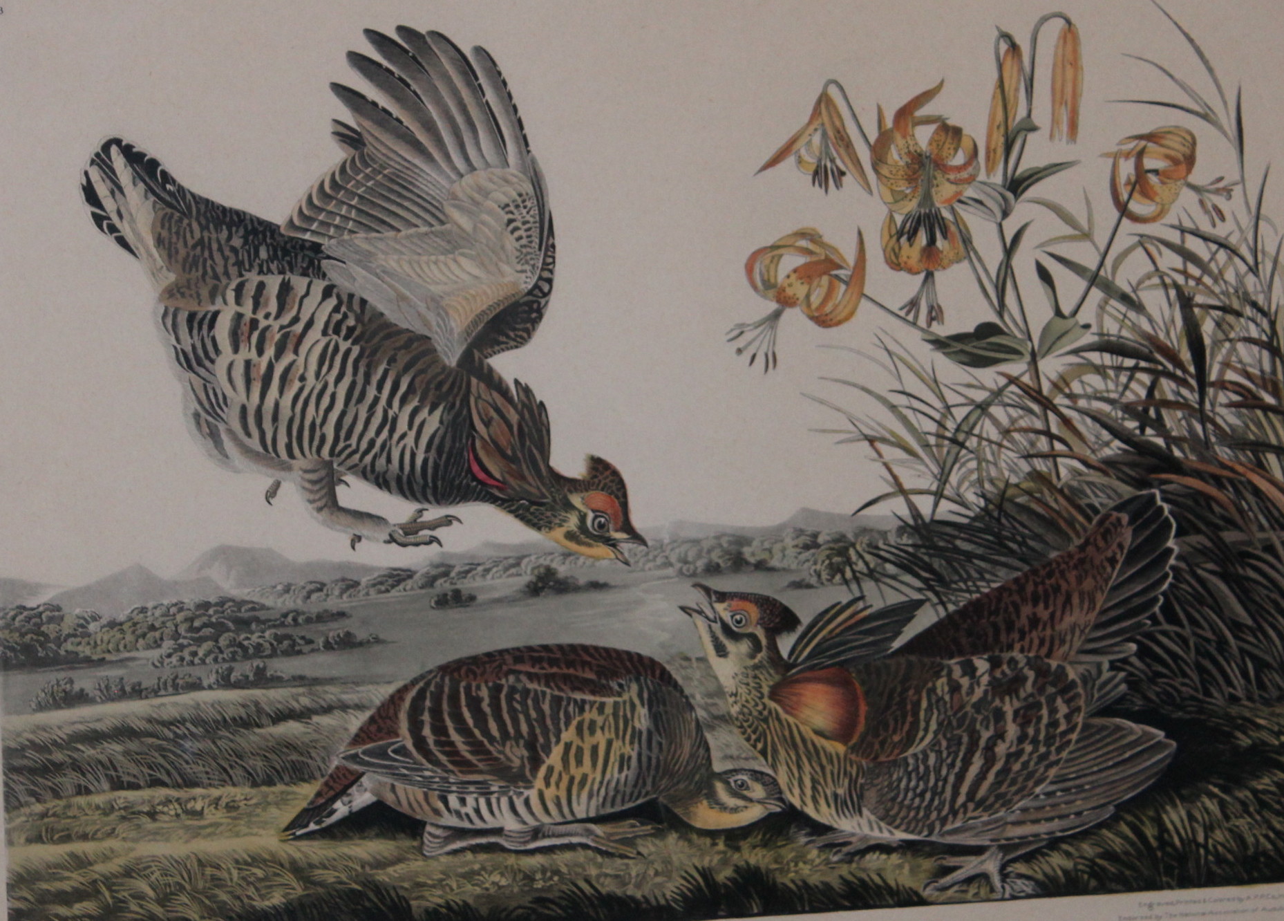 Vintage Framed Audubon Prints