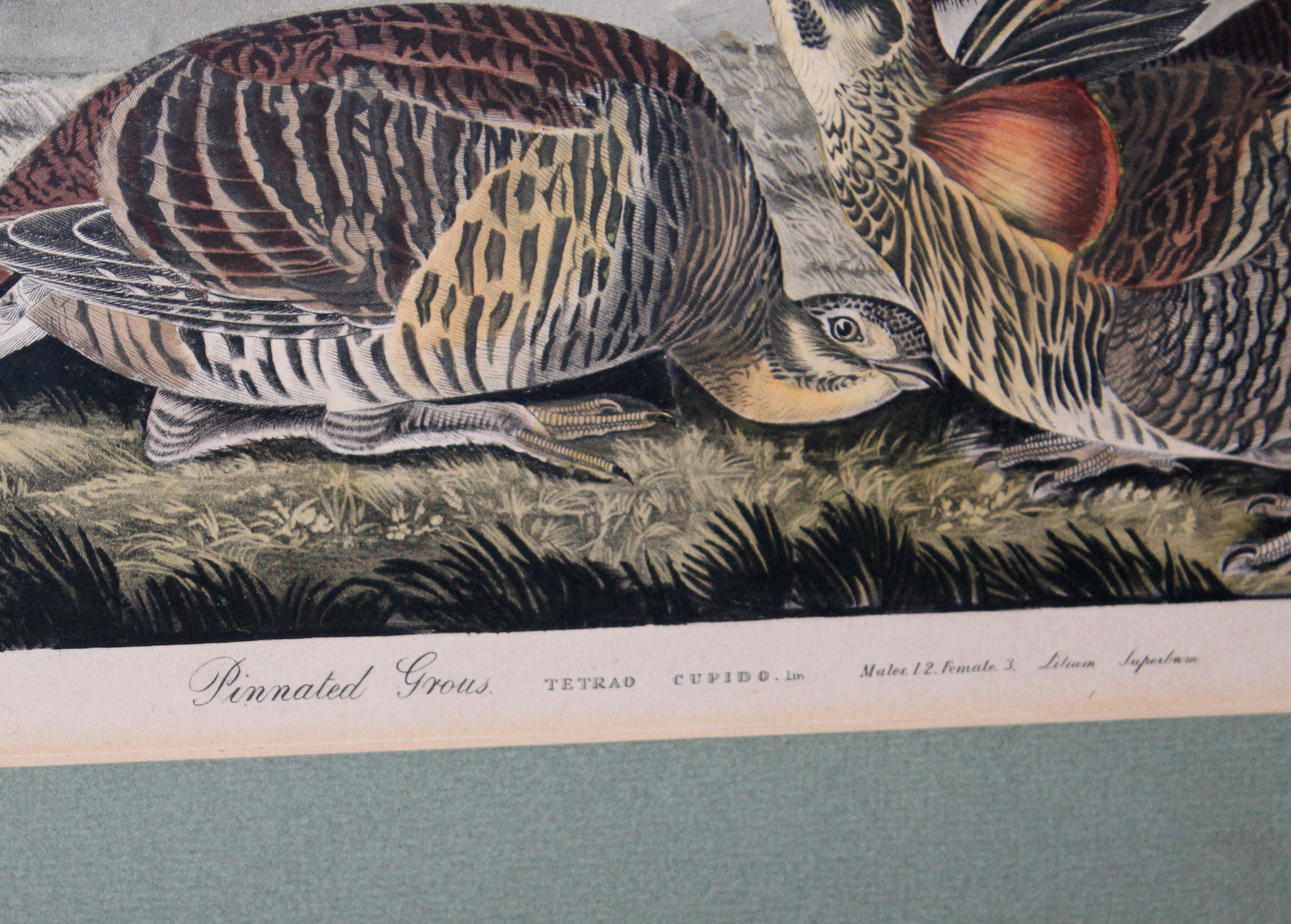 Vintage Framed Audubon Prints