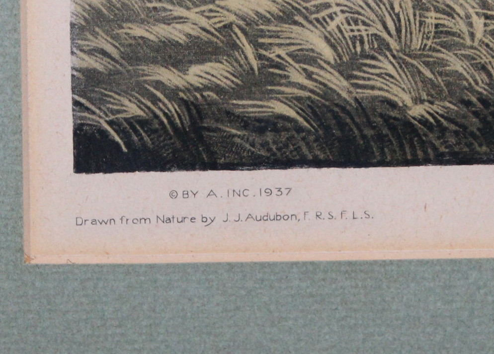 Vintage Framed Audubon Prints