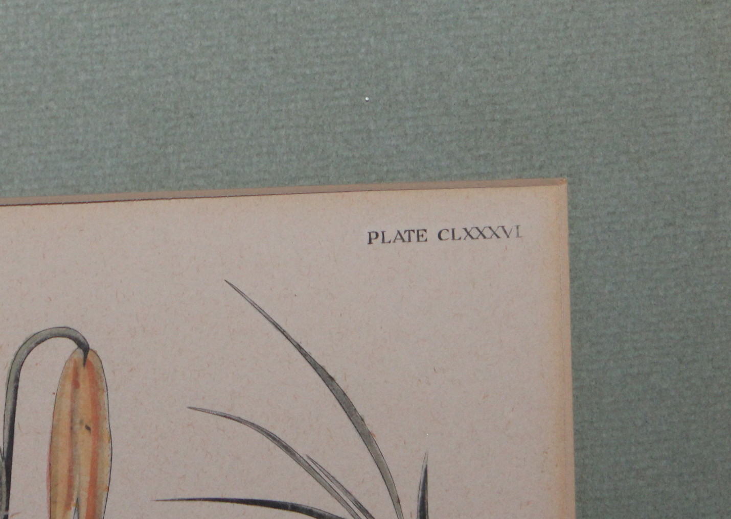 Vintage Framed Audubon Prints