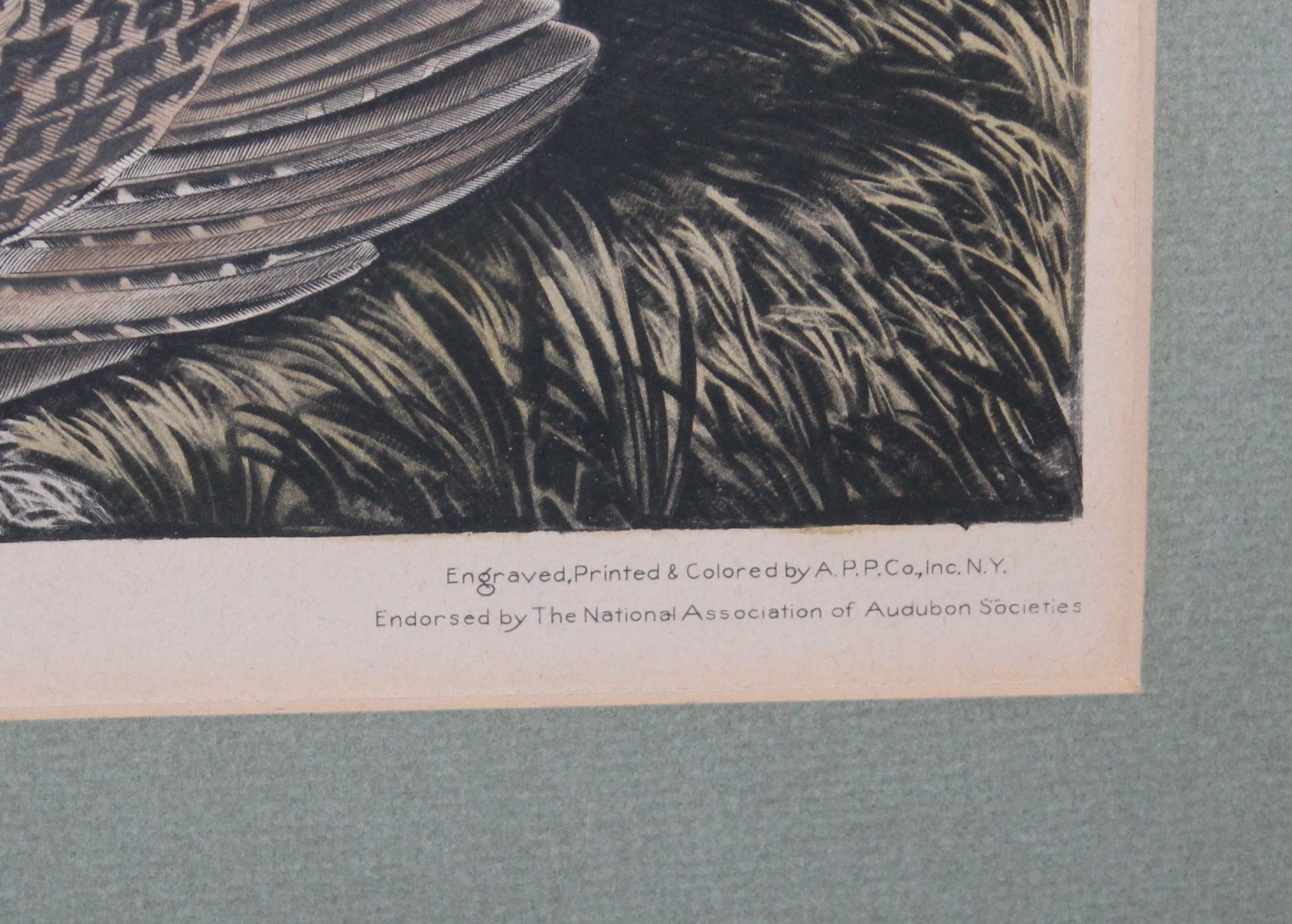 Vintage Framed Audubon Prints