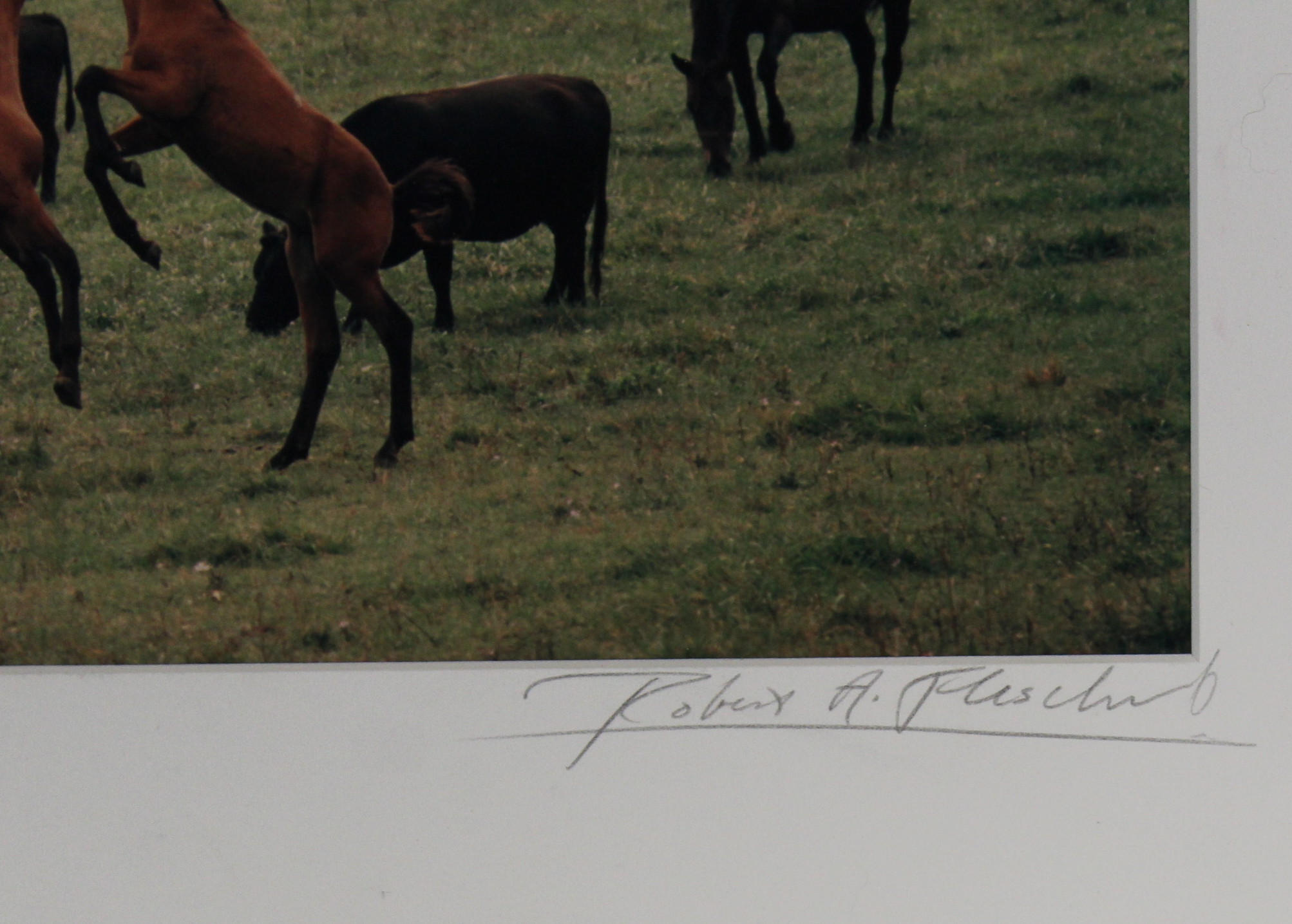 Two Photographic Prints By Robert Flischel