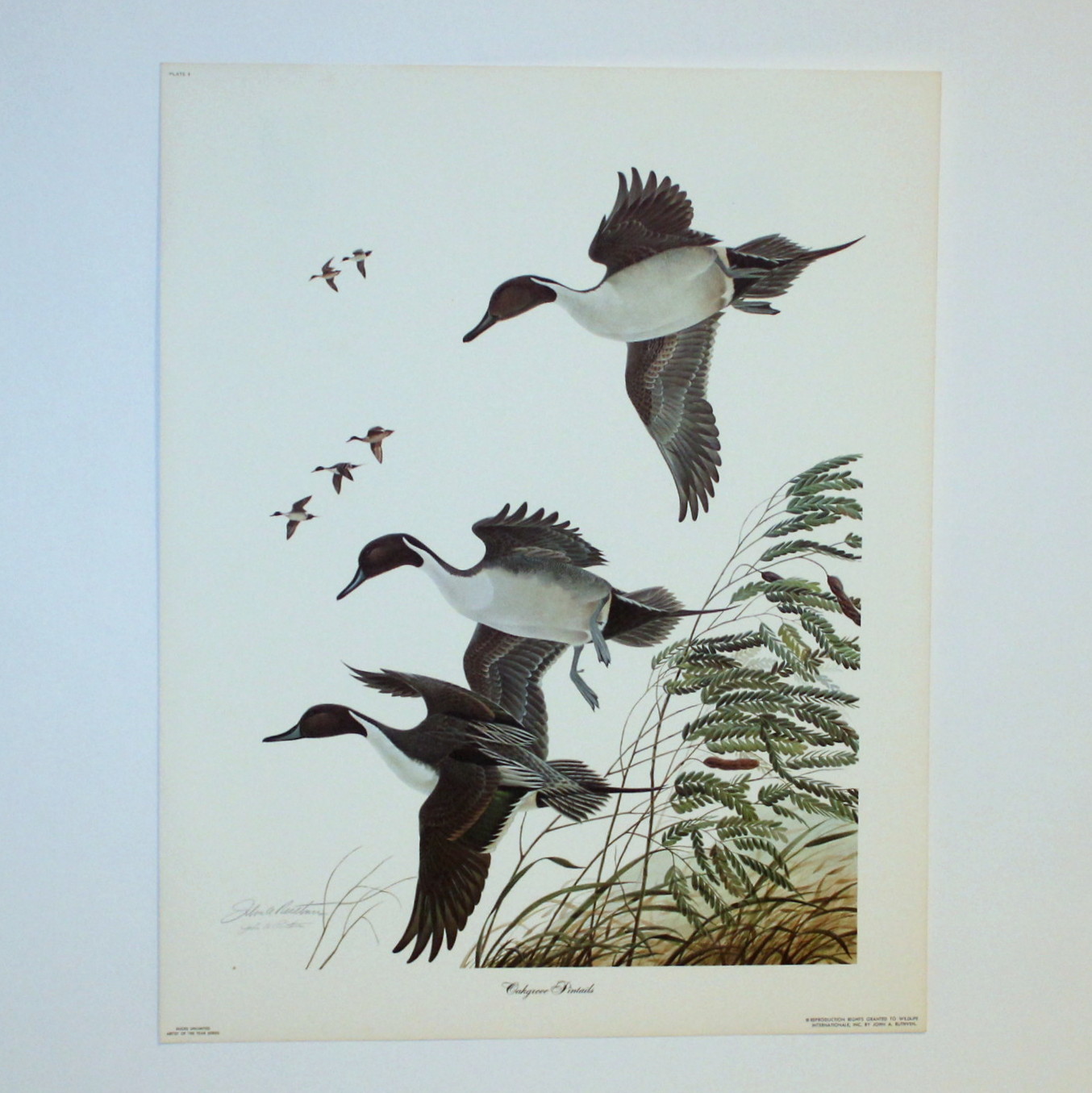 Print of John Ruthven's "Oakgrove Pintails"
