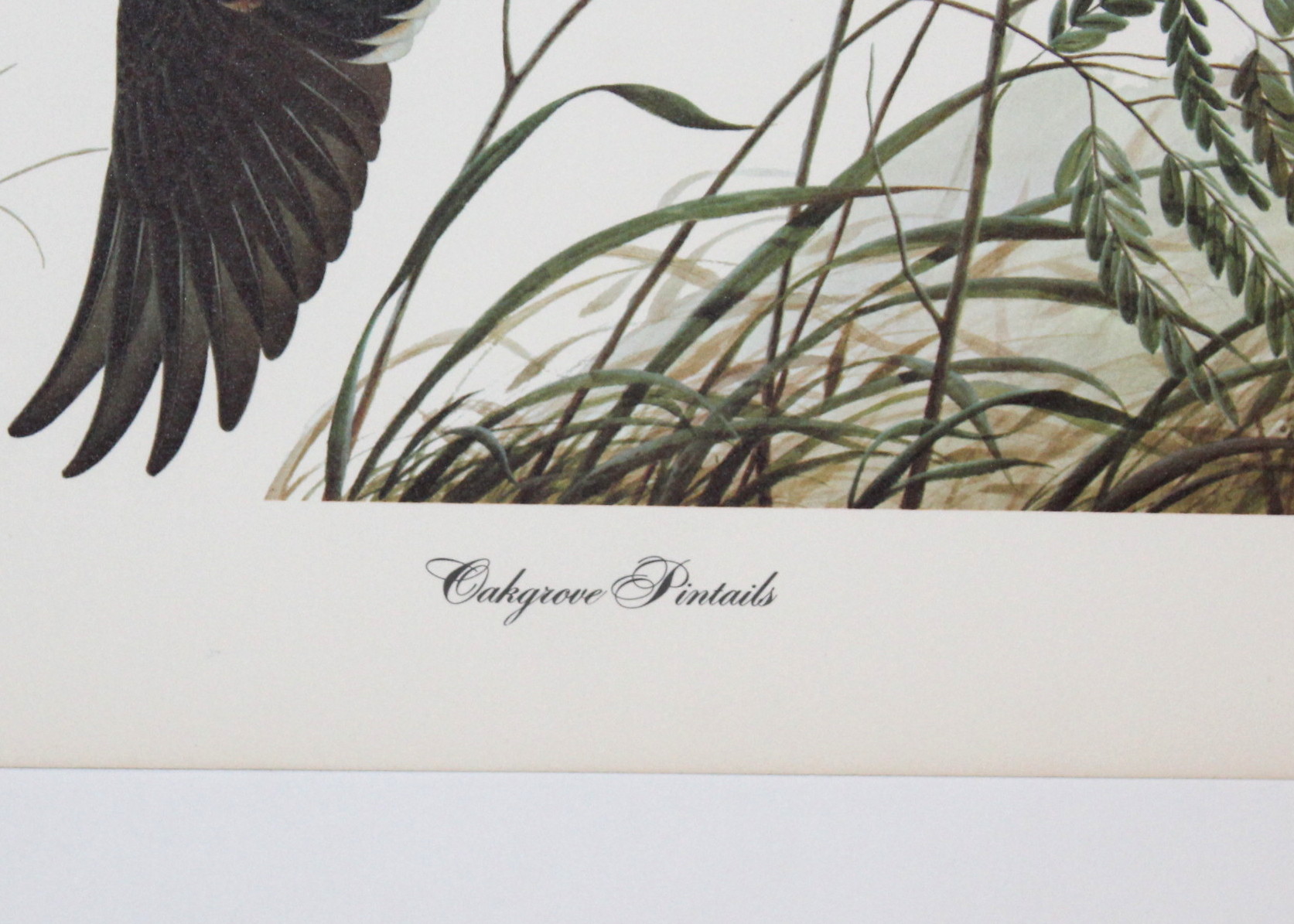 Print of John Ruthven's "Oakgrove Pintails"