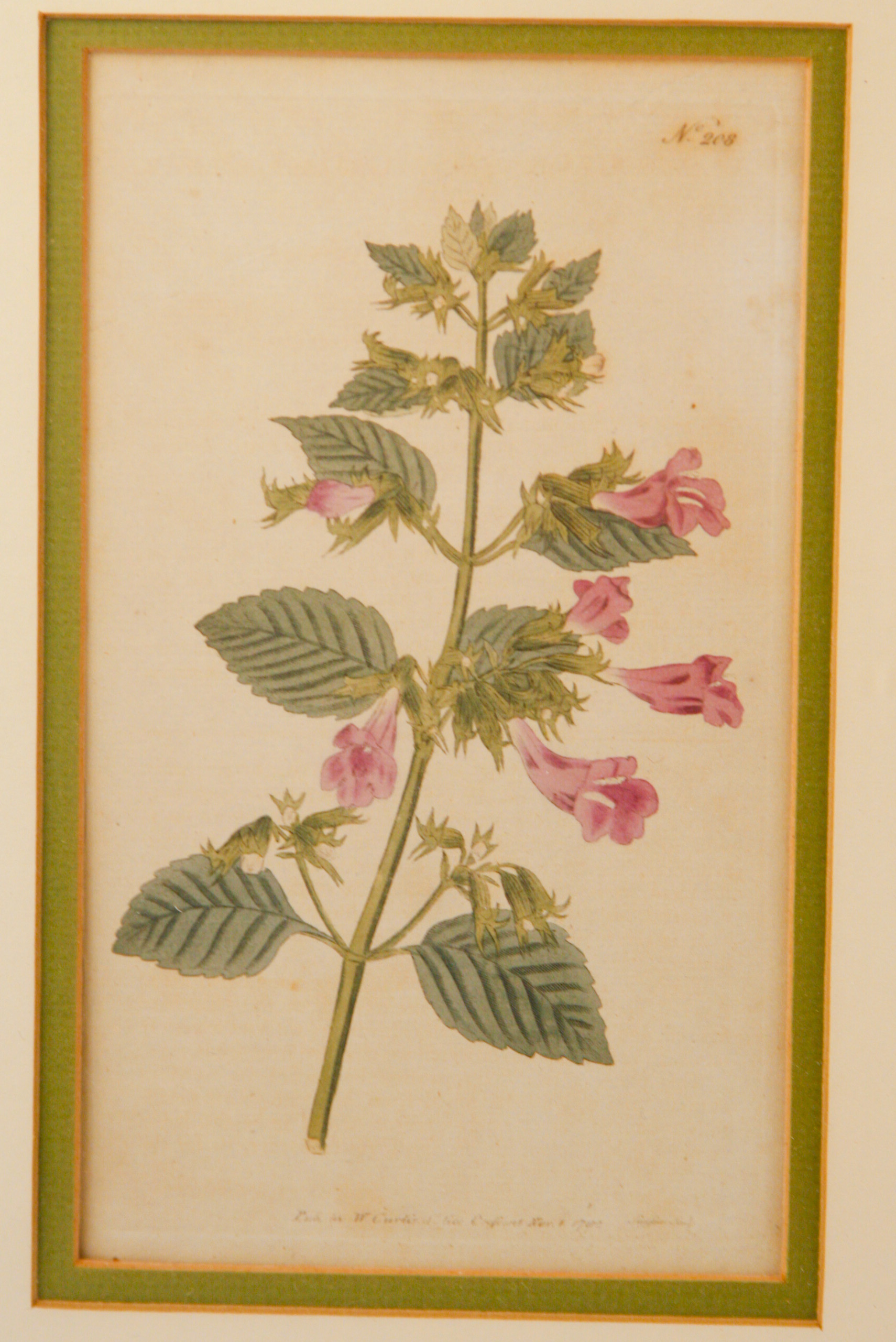 Pair of Framed W. Curtis Botanic Garden Magazine Hand-Colored Engravings