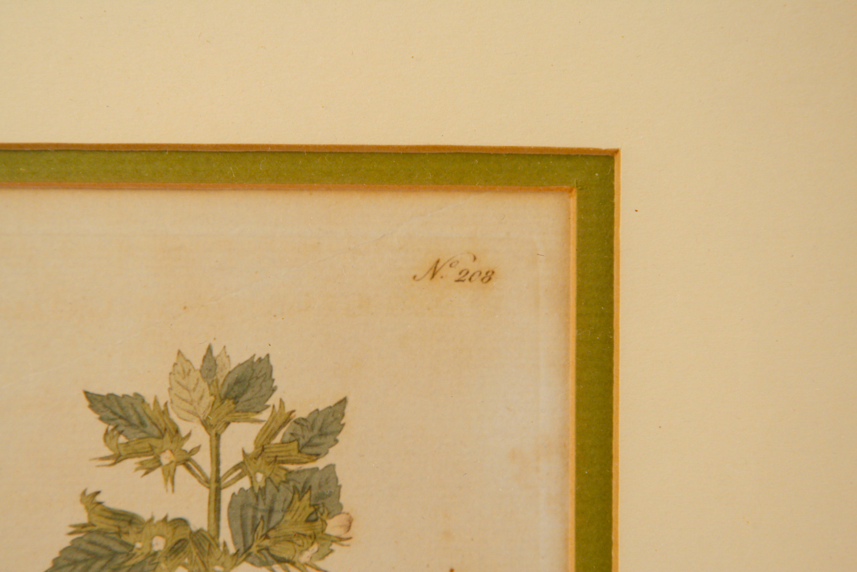 Pair of Framed W. Curtis Botanic Garden Magazine Hand-Colored Engravings